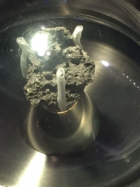 Lunar meteorite displayed at LPSC from the Apollo 11 mission! Credit: Caitlin Ahrens
