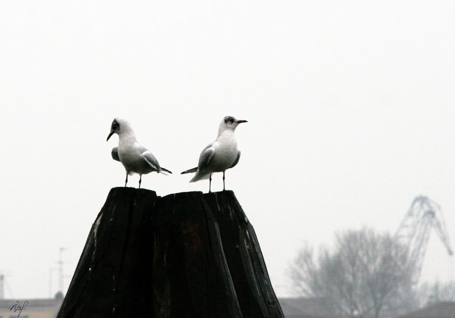 "Uten tittel", 2007