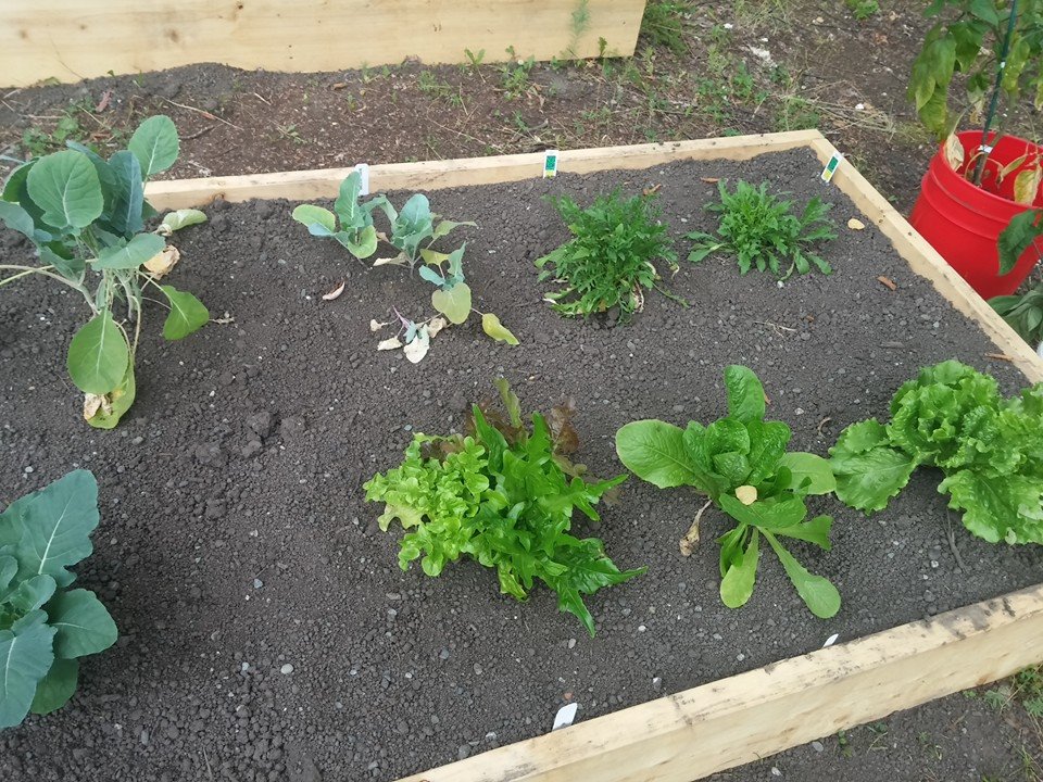 1st summer- lettuce!