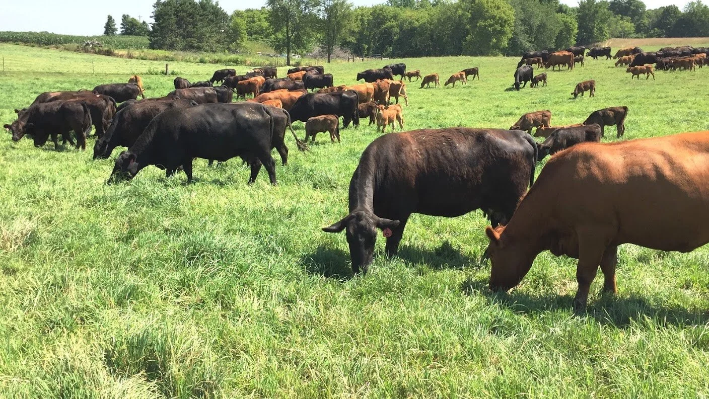 Peterson Cow2.jpg