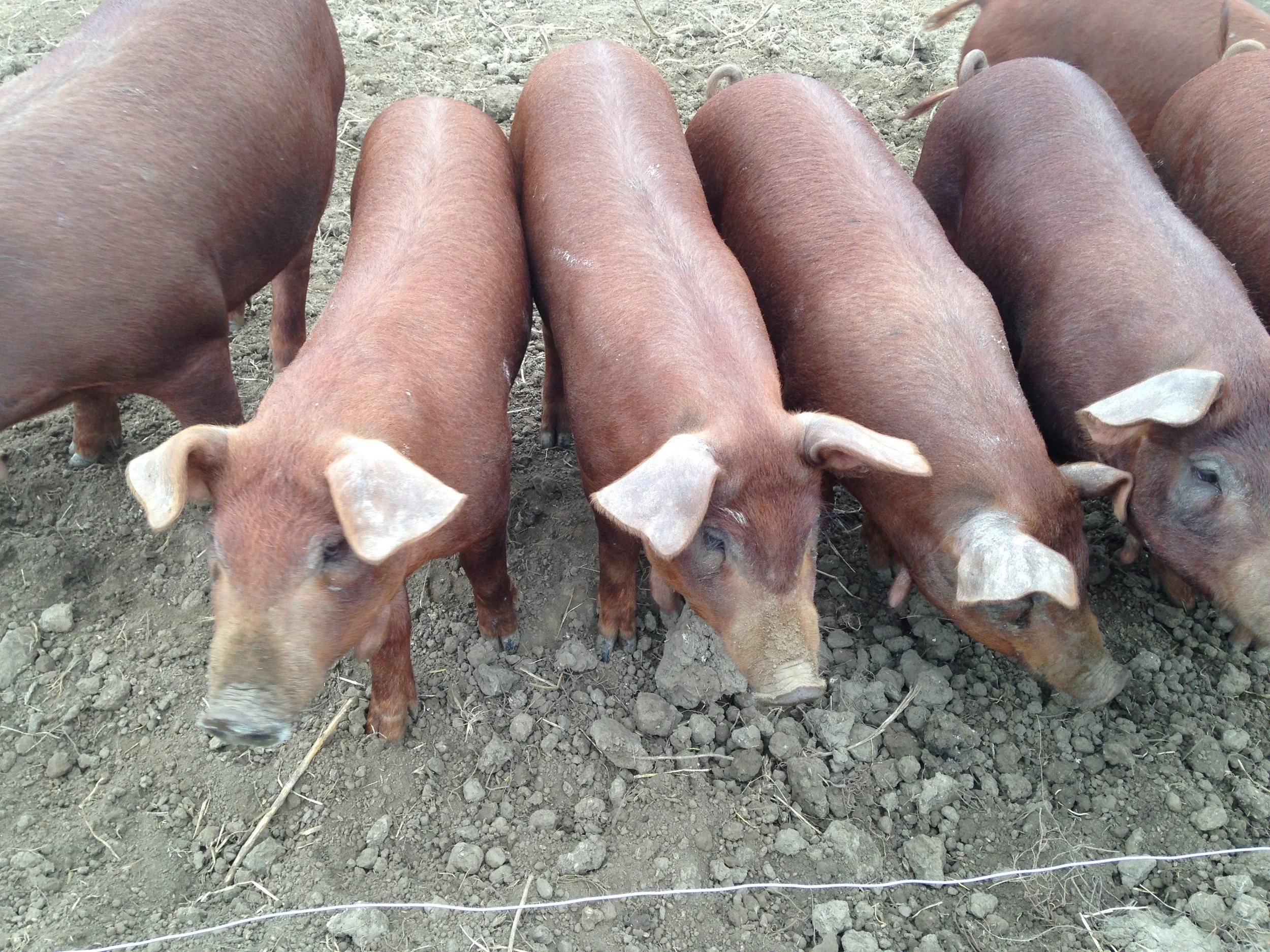 Pork and Plants Pig4.JPG