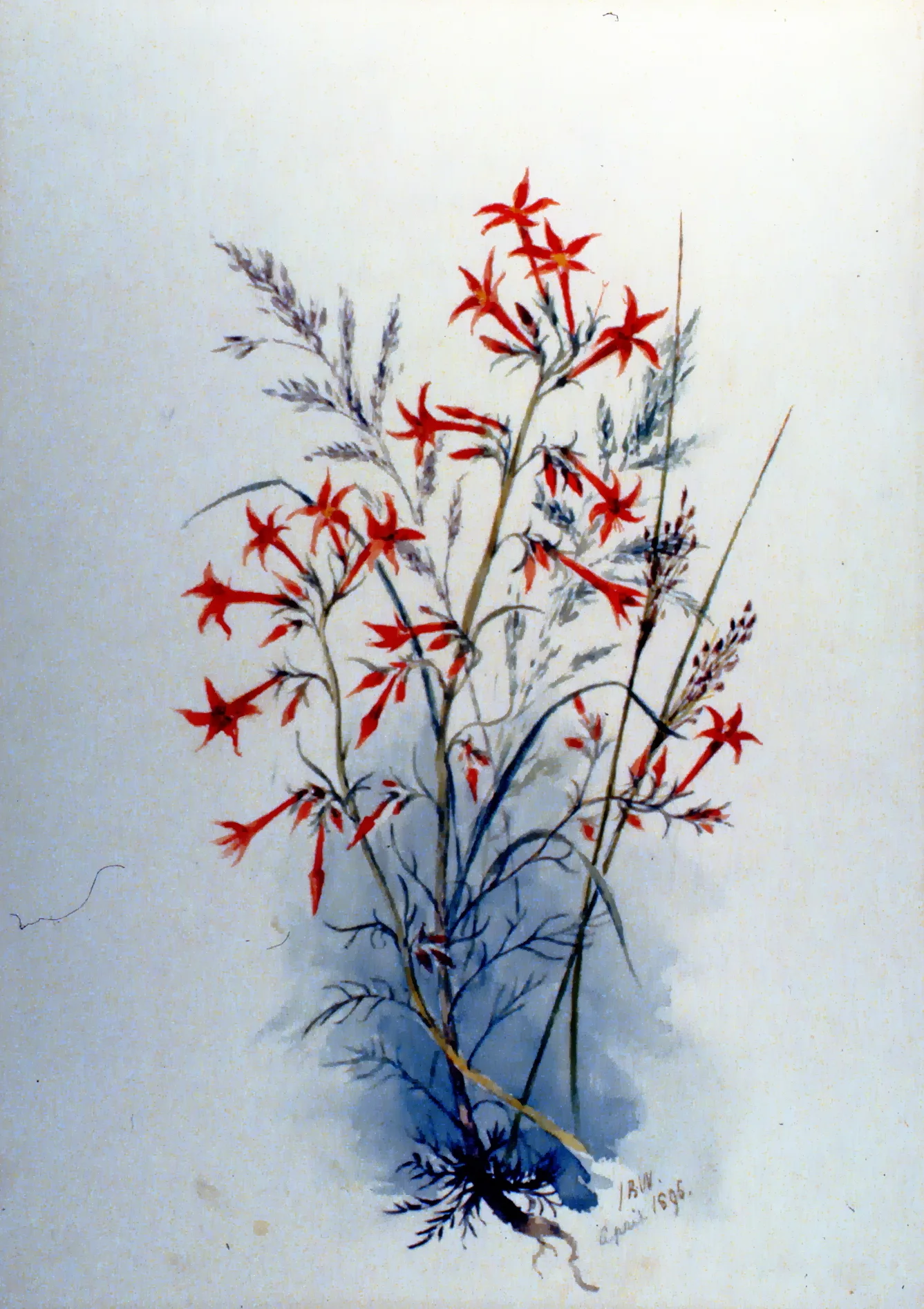 Scarlett Gilia, 1895, Julia Bullock-Webster, watercolour on paper, 35.3 x 25.2 cm, 1983.02.13. Gift of Mrs. Barbara Steel.