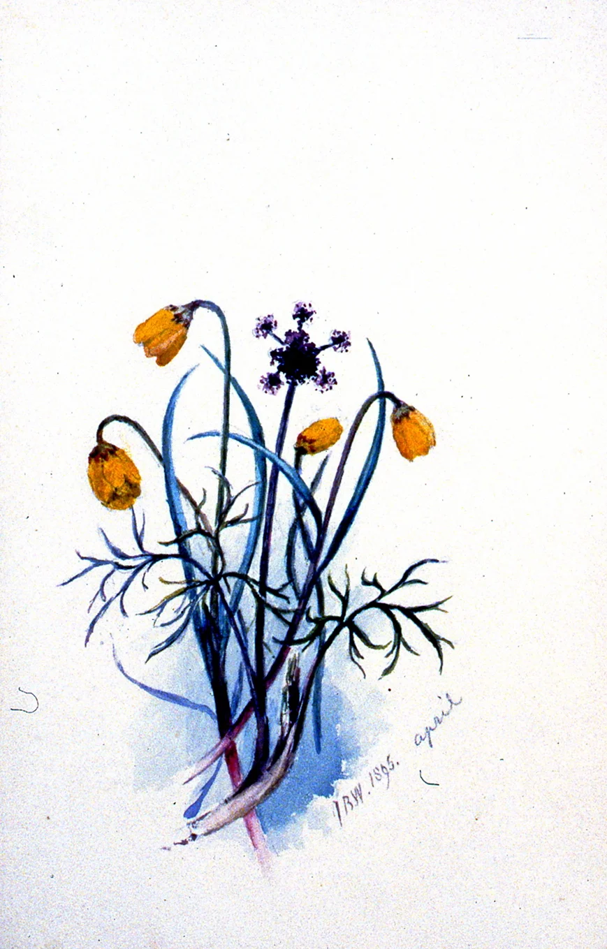Yellow Bells, 1895, Julia Bullock-Webster, watercolour on paper, 23 x 14.8 cm, 1983.02.14. Gift of Mrs. Barbara Steel.