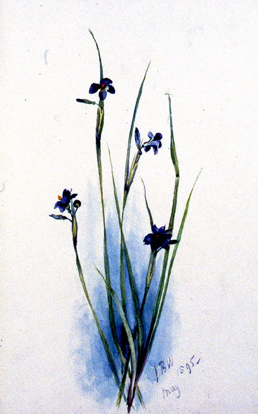 Purple Flowers, 1895, Julia Bullock-Webster, watercolour on paper, 23 x 14.8 cm, 1983.02.15. Gift of Mrs. Barbara Steel.