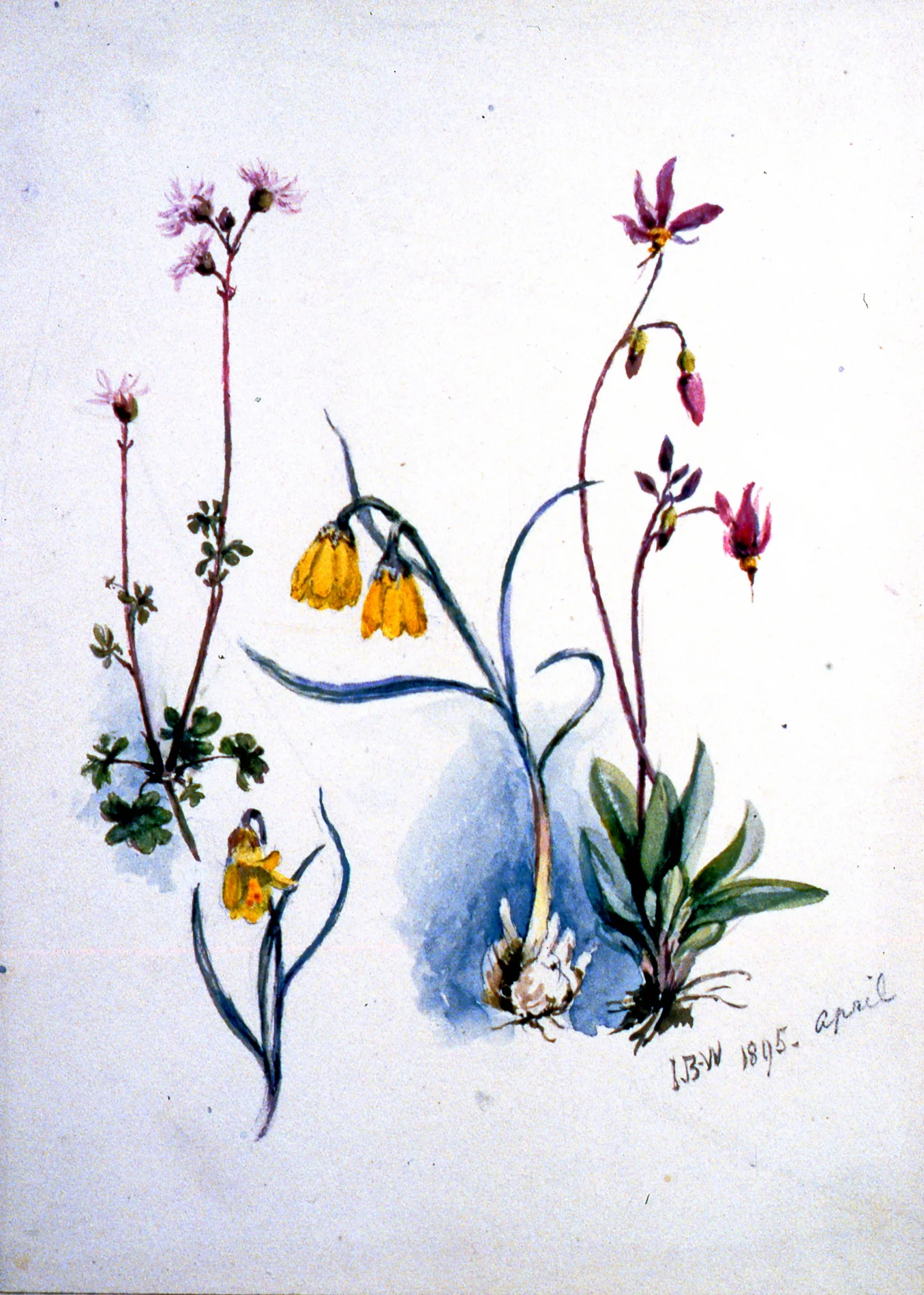 Yellow Lily , 1895, Julia Bullock-Webster, watercolour on paper, 22.6 x 16.3 cm, 1983.02.17. Gift of Mrs. Barbara Steel.