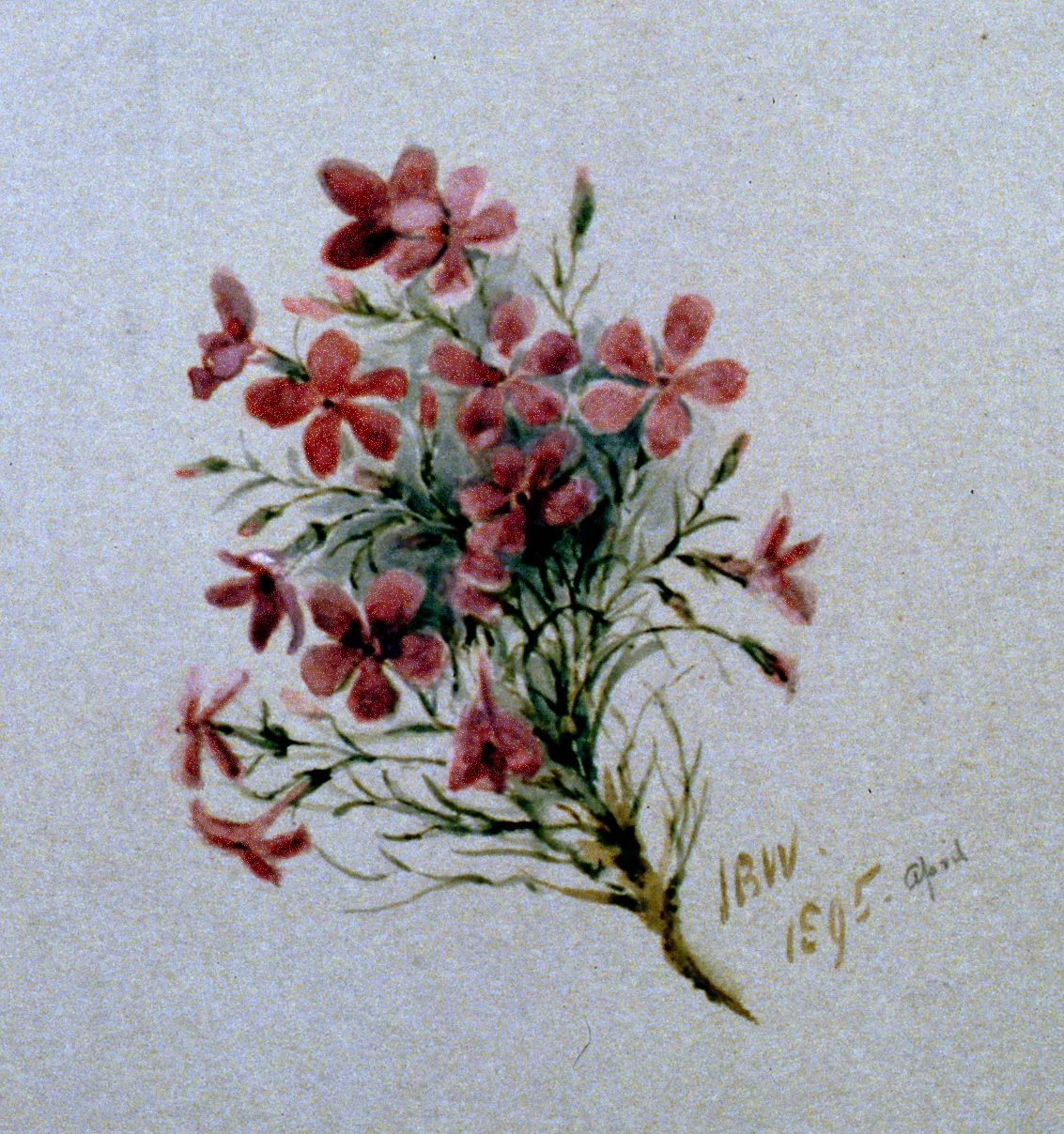Pink Daisies, 1895, Julia Bullock-Webster, watercolour on paper, 25.5 x 35.5 cm, 1983.02.19. Gift of Mrs. Barbara Steel.