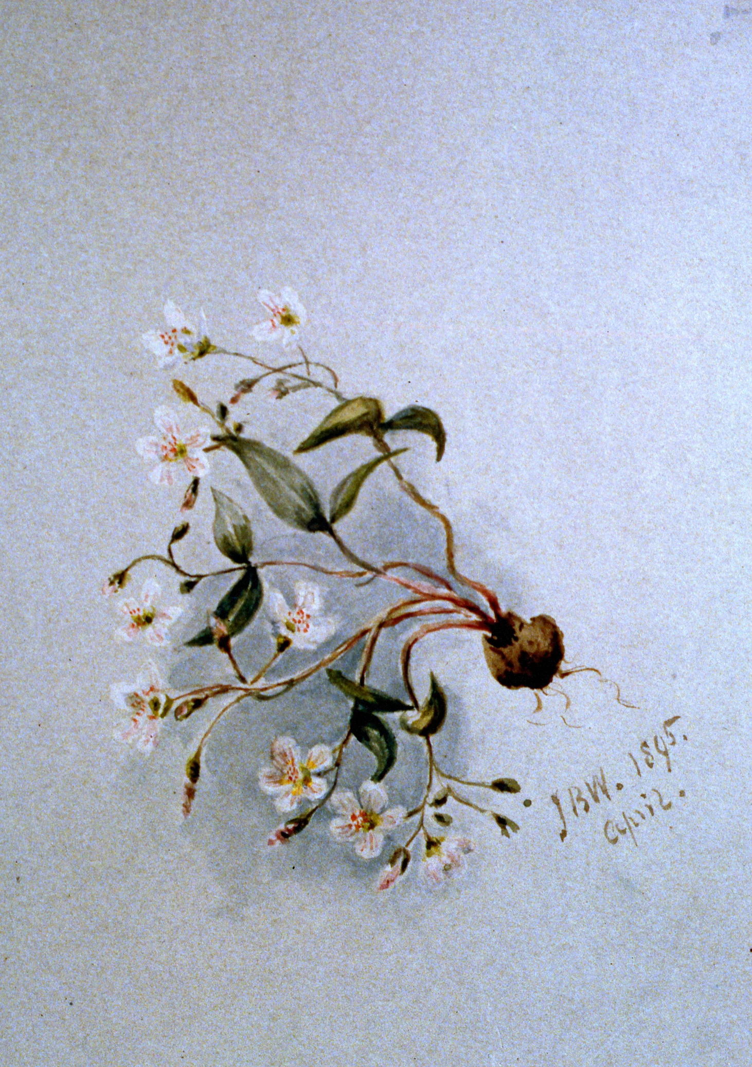 Untitled (Claytonia Carolianum, Doderatheon Jeffrey), 1895, Julia Bullock Webster, watercolour on paper, 25.5 x 35.5 cm, 1982.02.18. Gift of Mrs. Barbara Steel.
