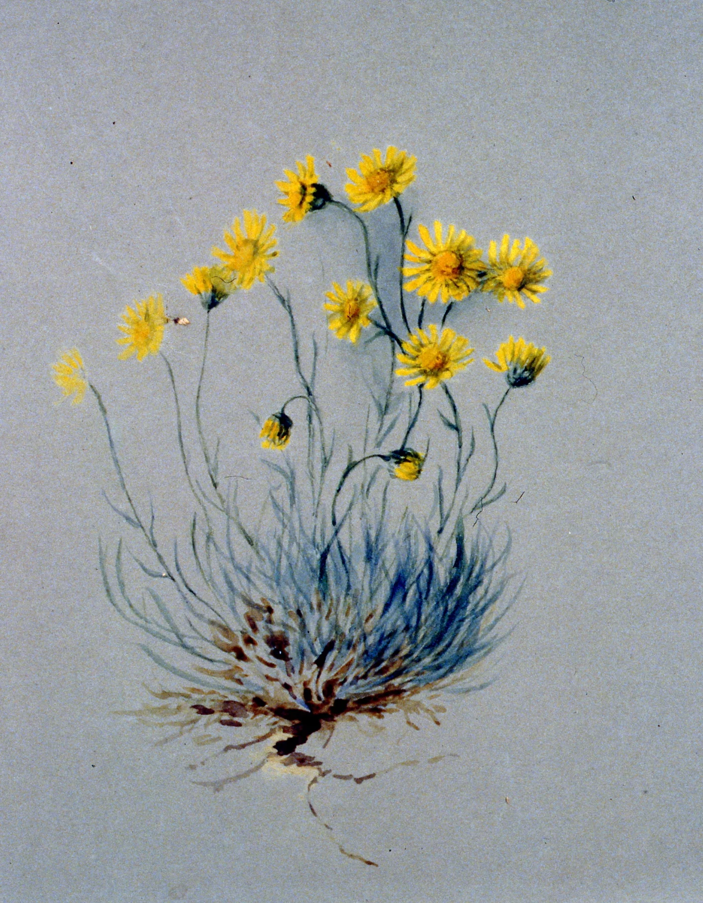 Untitled (Yellow Erigiron Daisies), 1895, Julia Bullock-Webster, watercolour on paper, 24.9 x 35.5 cm, 1983.02.21. Gift of Mrs. Barbara Steel.