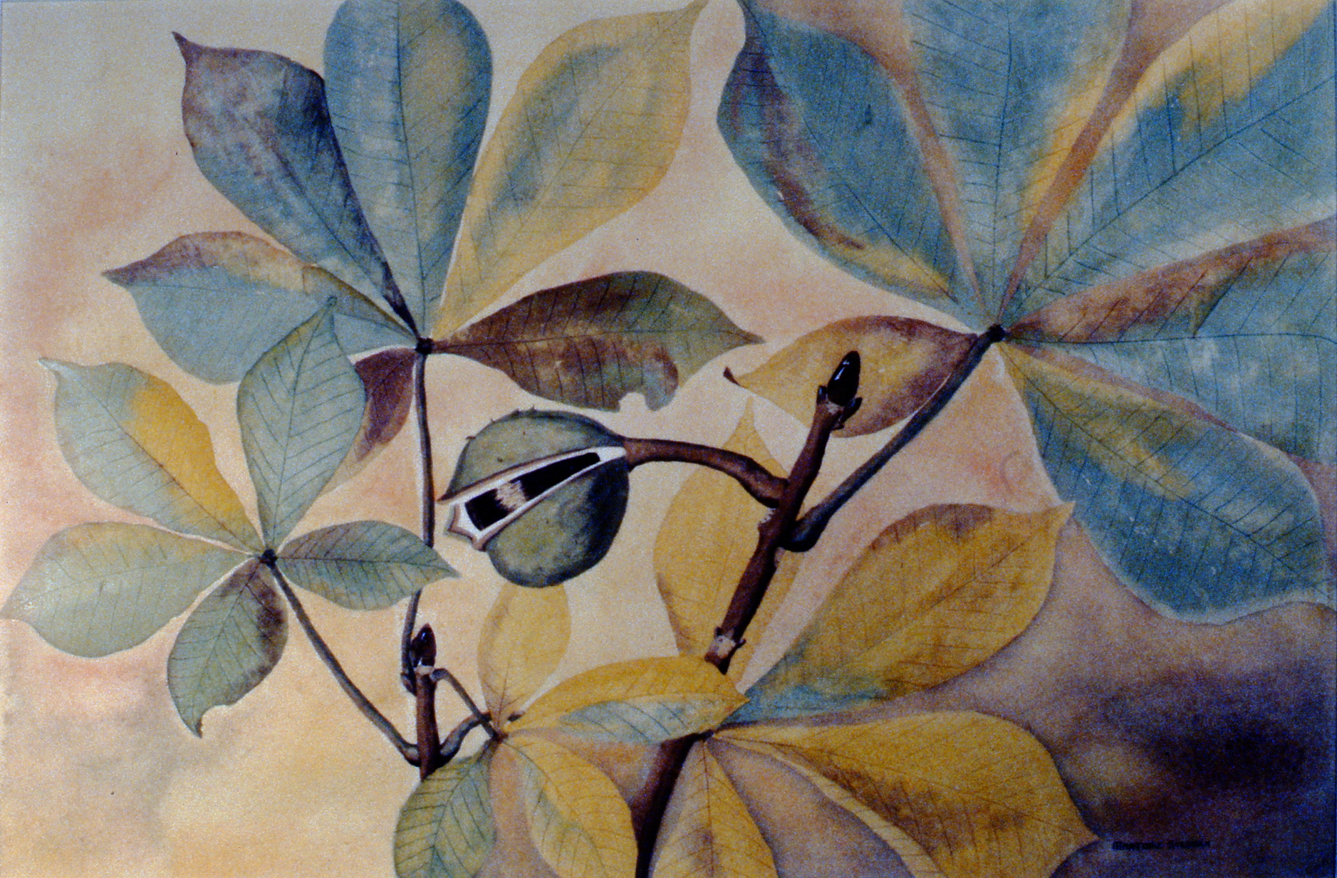 Horse Chestnuts (Chestnut Leaves), Marjorie Stedman, watercolour, 13 7/8" x 21", 1987.02.01