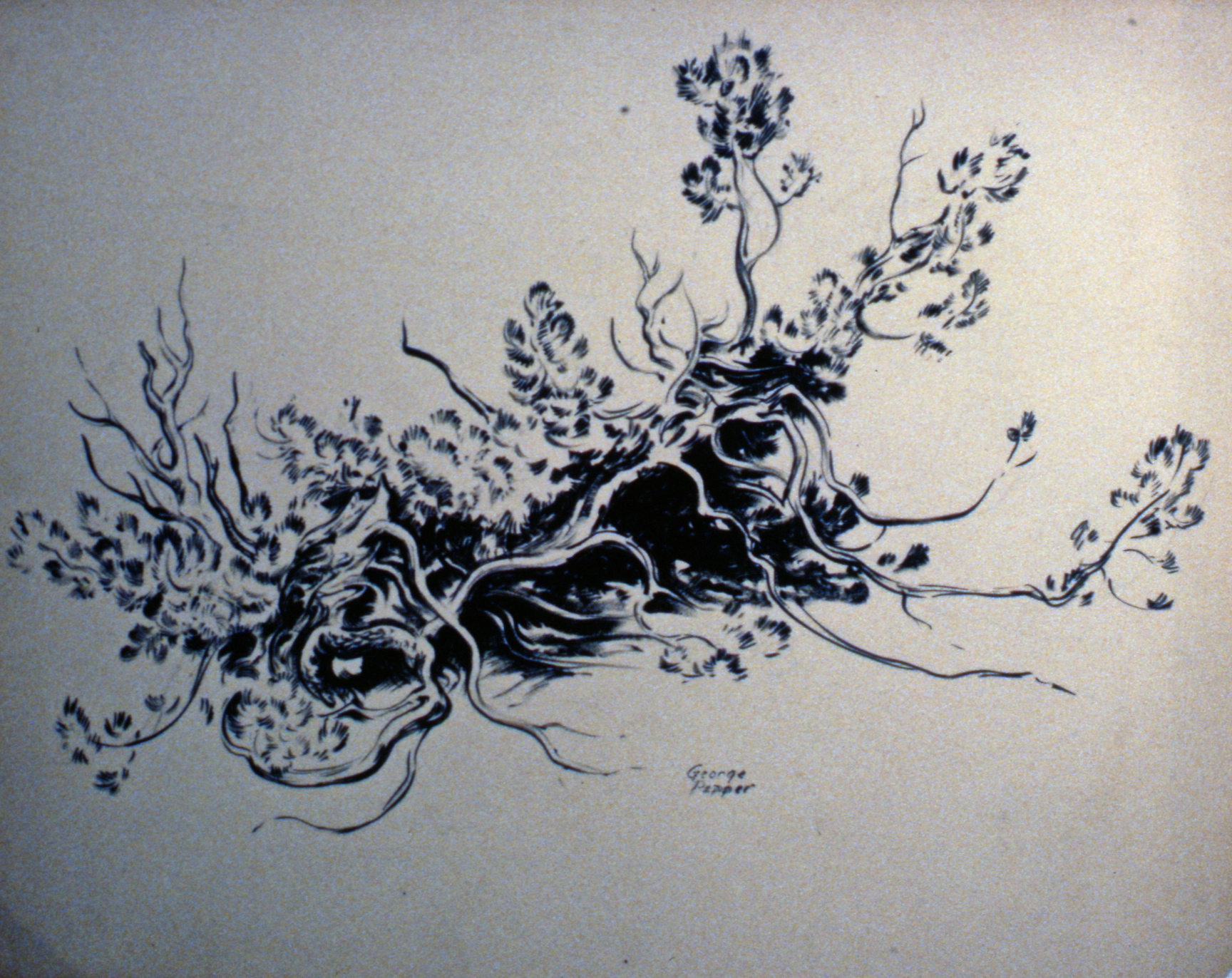Untitled (Tree Root)