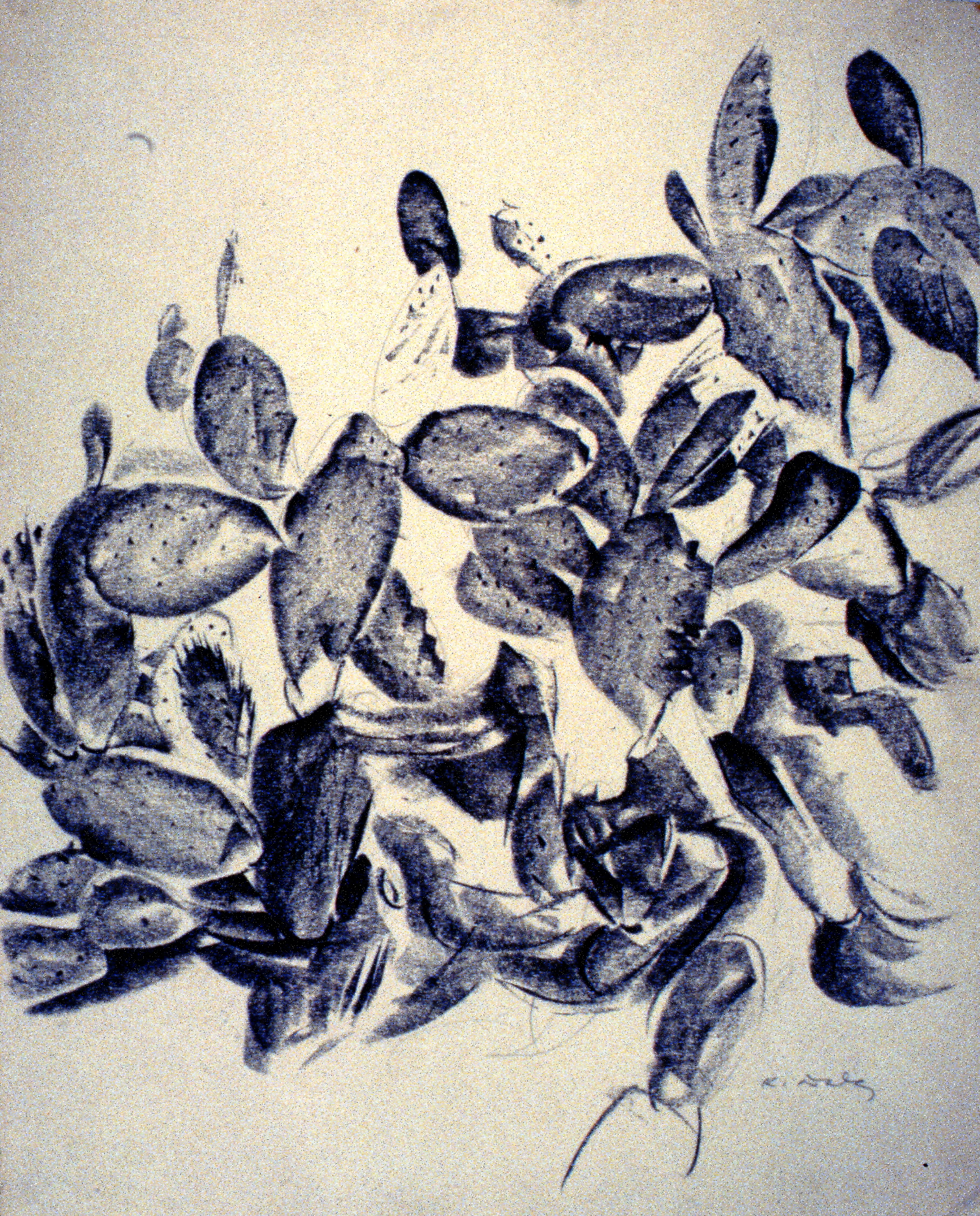 Untitled (Cactus), nd.
