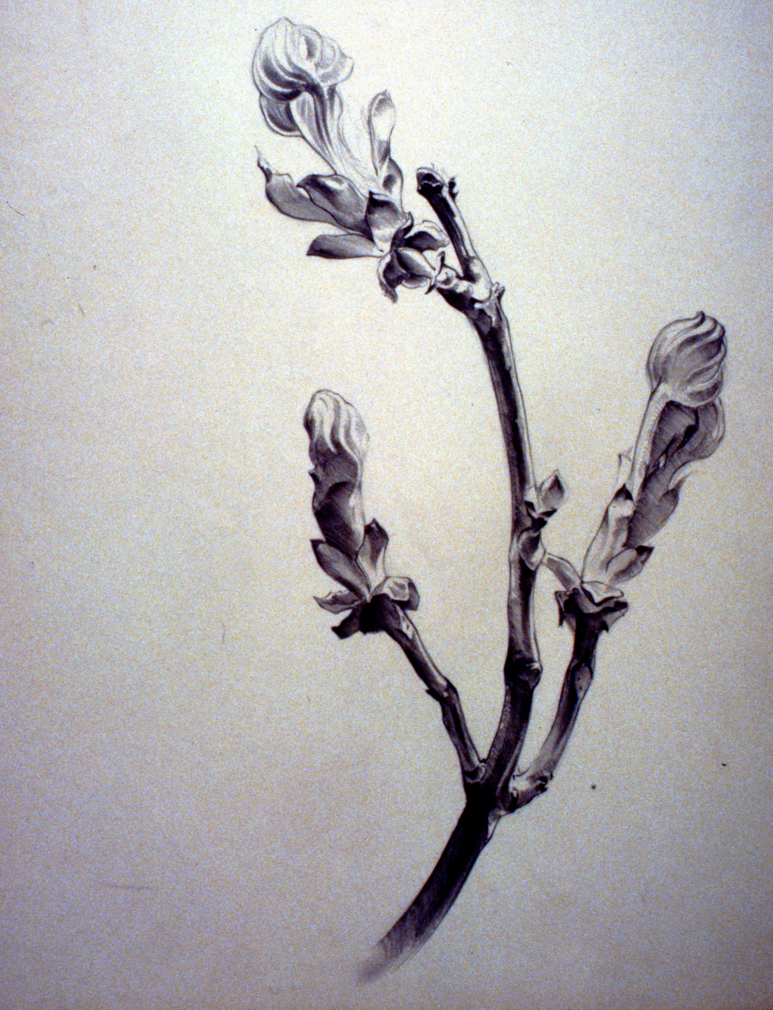 Untitled (Flowering Branch), nd.