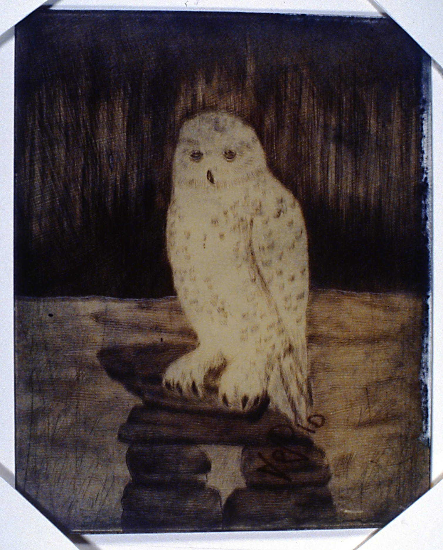 Snowy Owl , 1992, Minn Sjølseth, plastic etching plate, 30 x 24cm, 1996.02.02