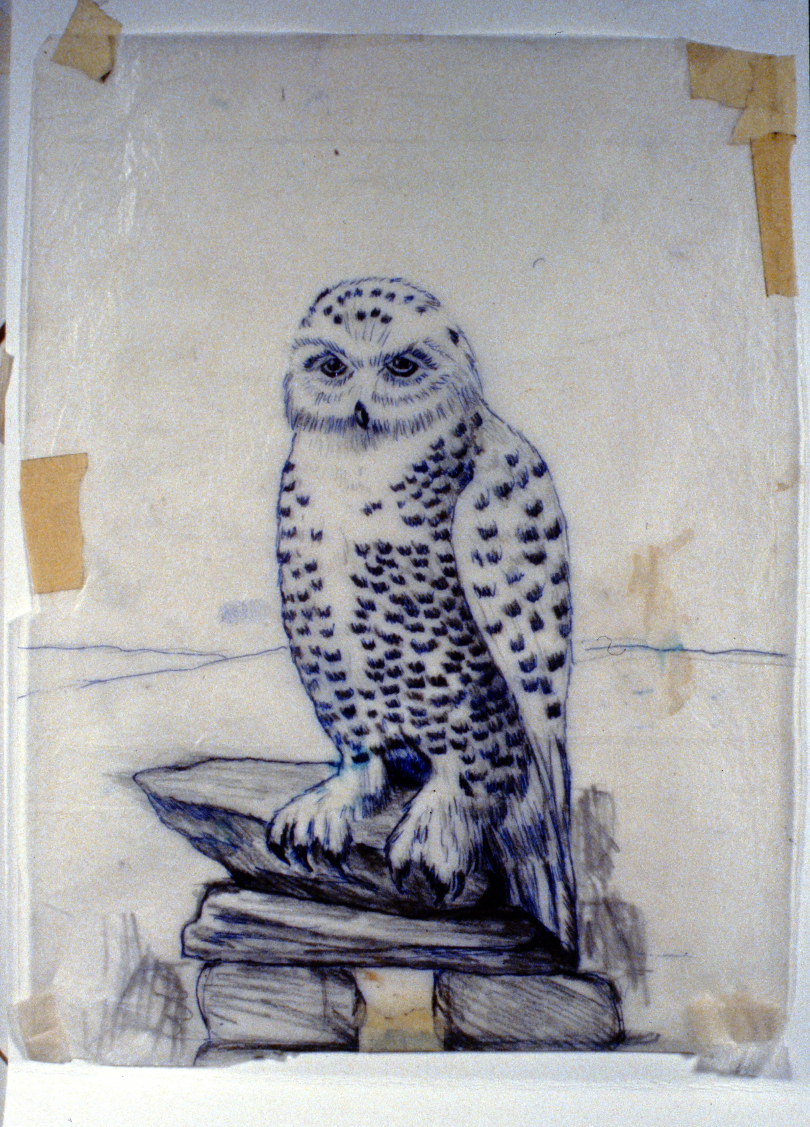 Snowy Owl , 1992, Minn Sjølseth, sketch, 27.5 x 21cm, 1996.02.04