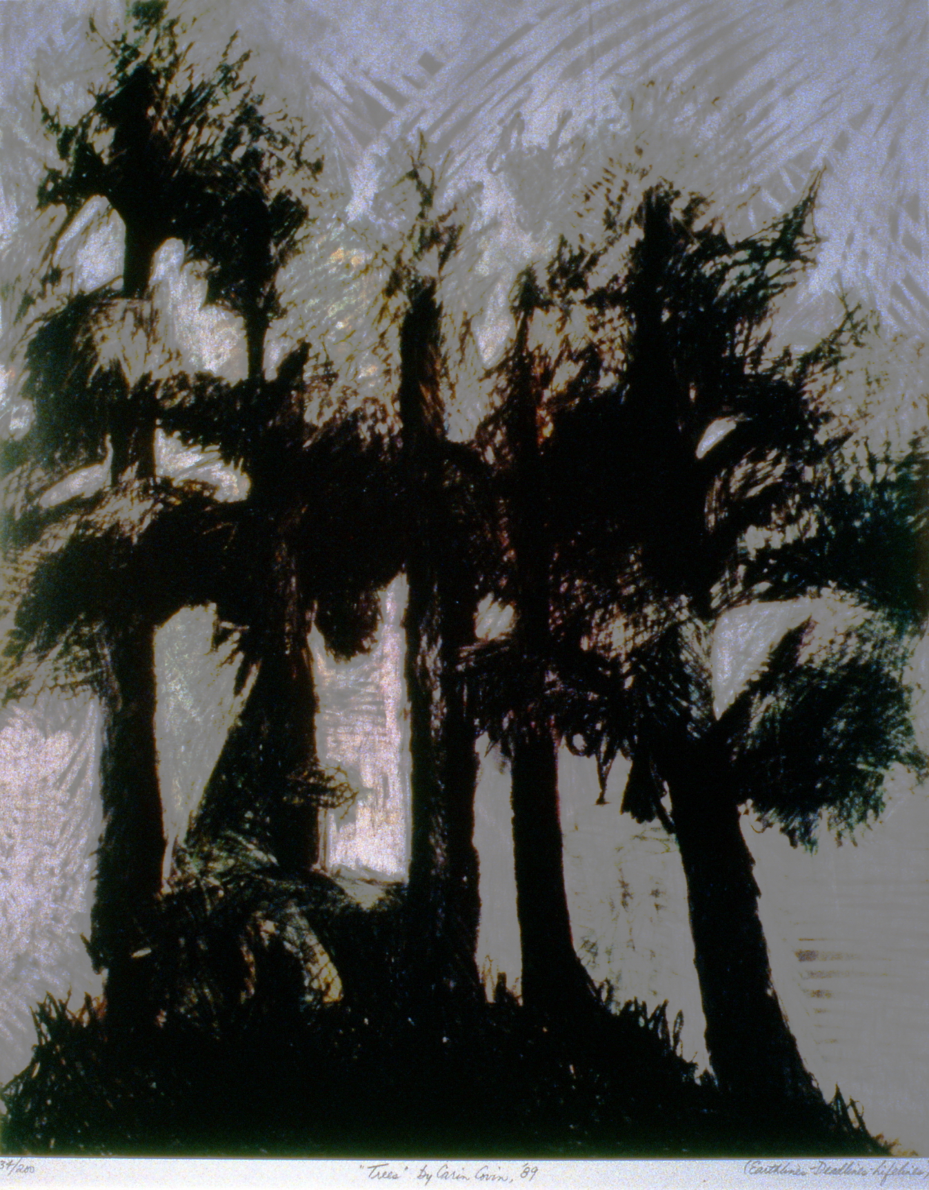 Trees, 1989, Carin Covin, drawing, 45.5 x 37 cm, 1995.06.01