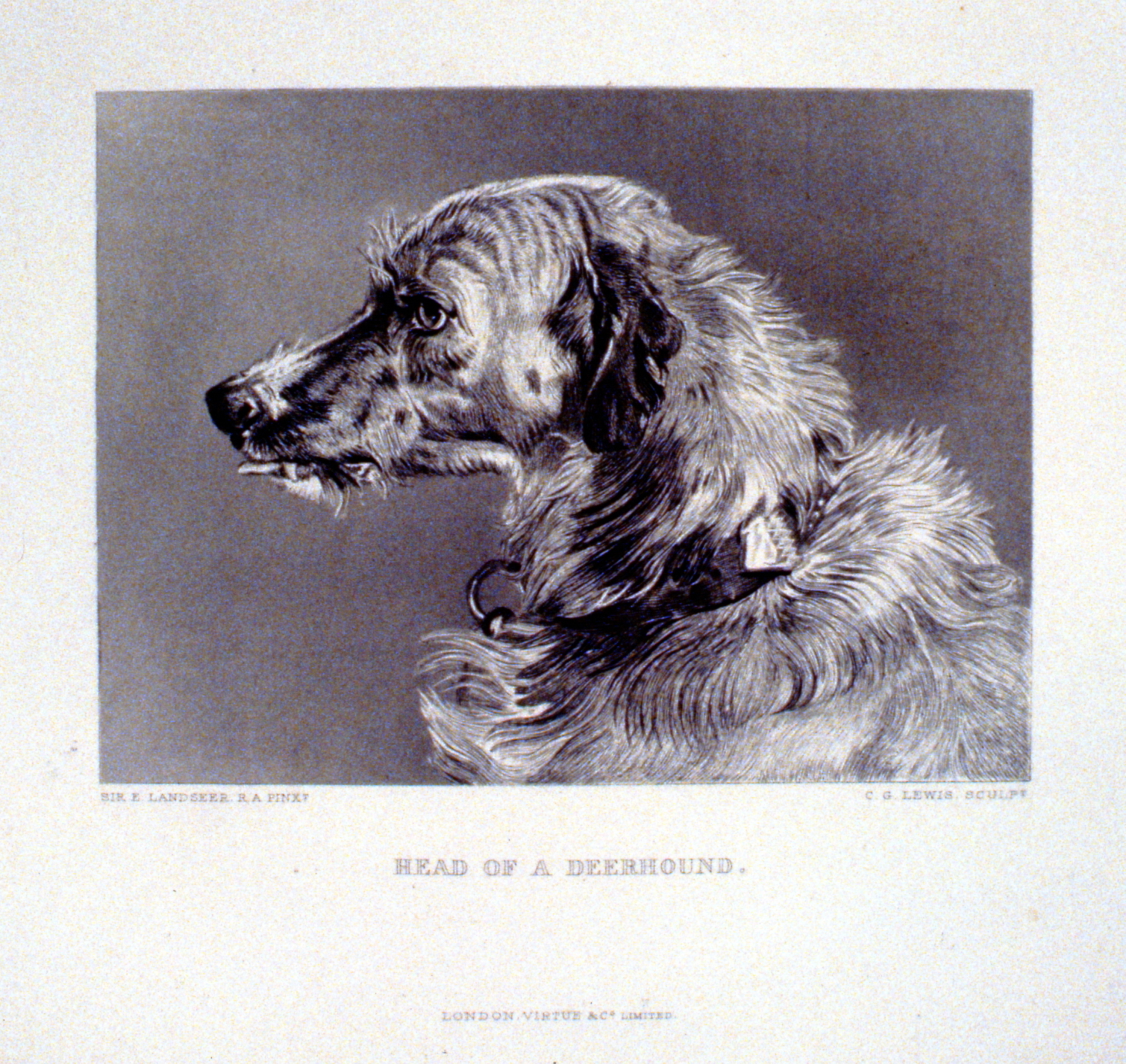Head of a Deerhound , c. late 19th Century, Charles G. Lewis, steel engraving, 13.1 cm x 17.7 cm, 1996.08.20, gift of Yvonne Adams
