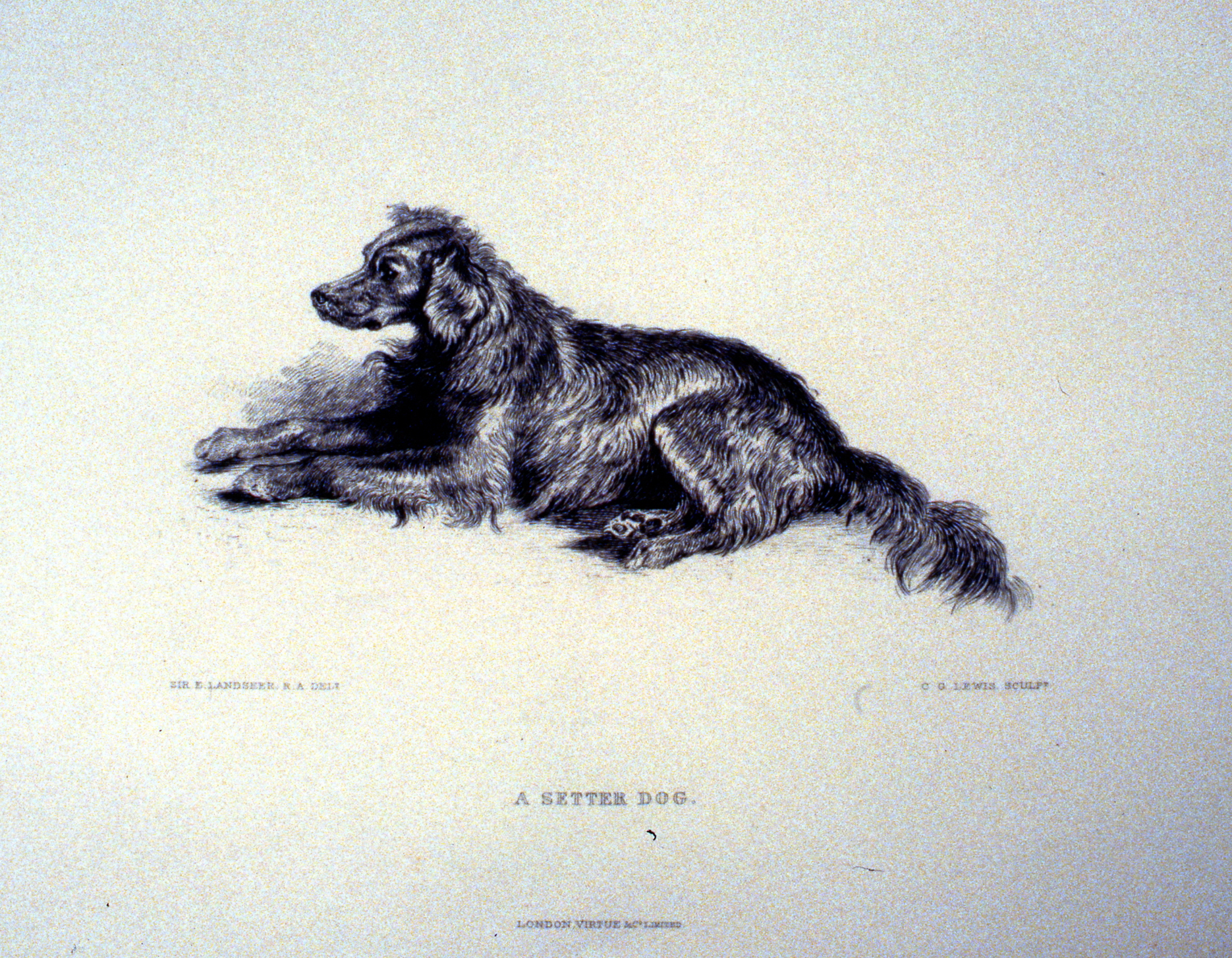 A Setter Dog , c. late 19th Century, Charles G. Lewis, steel engraving, approx. 12 cm x 21 cm, 1996.08.40, gift of Yvonne Adams