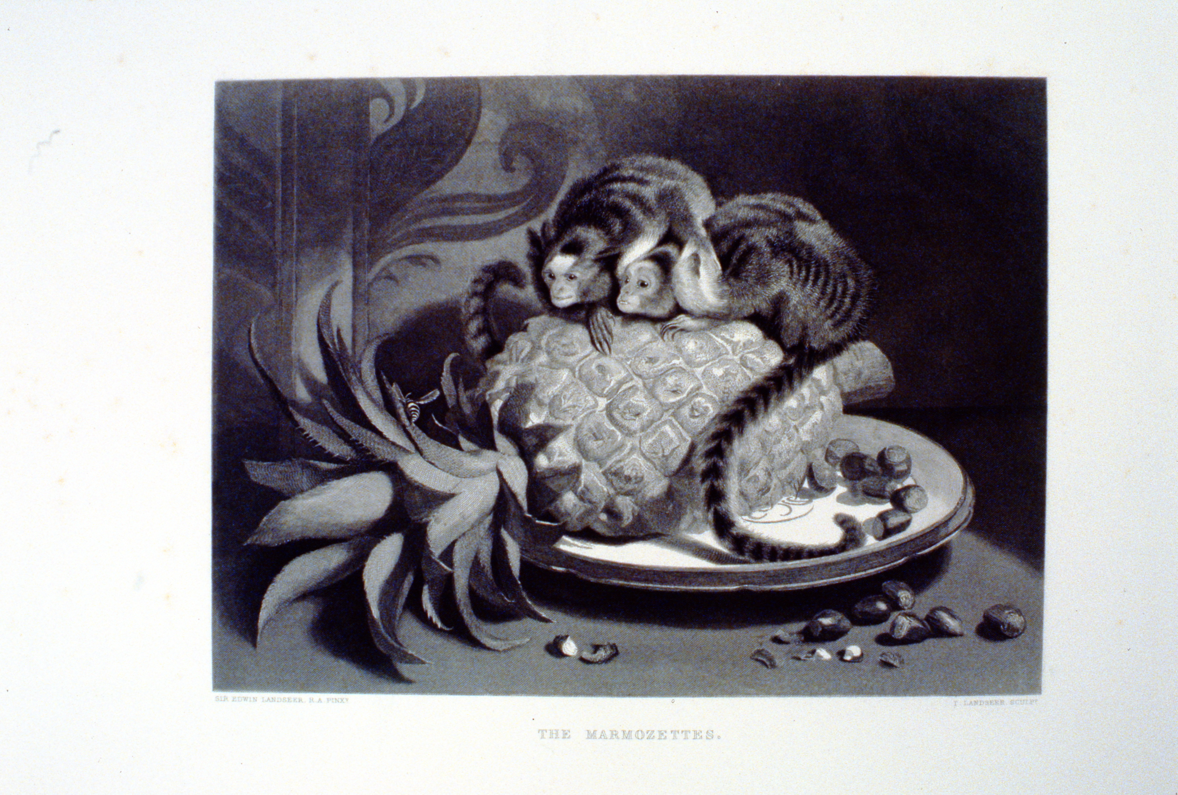 The Marmozettes , c. late 19th Century, T. Landseer, steel engraving, 18.6 cm x 25 cm, 1996.08.42, gift of Yvonne Adams