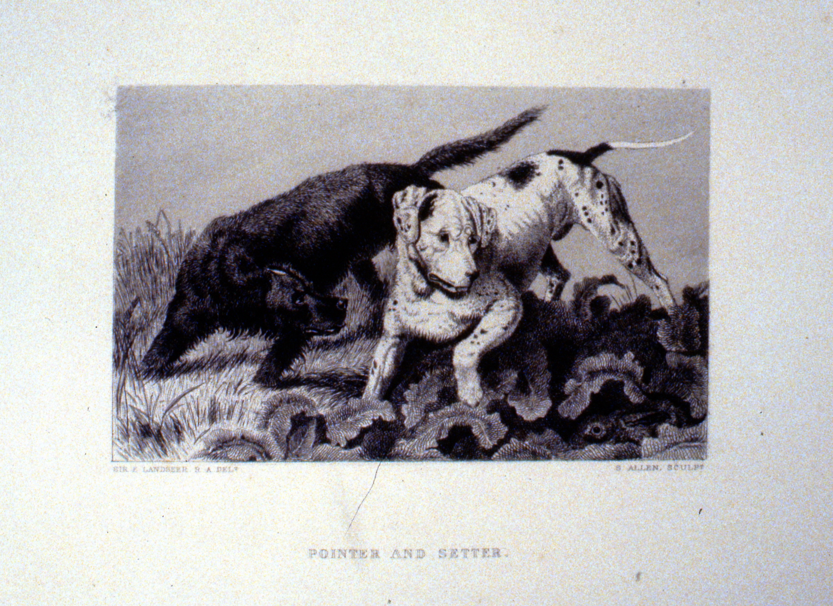 Pointer and Setter , c. late 19th Century, S. Allen, steel engraving, 11.3 cm x 18.1 cm, 1996.08.45, gift of Yvonne Adams
