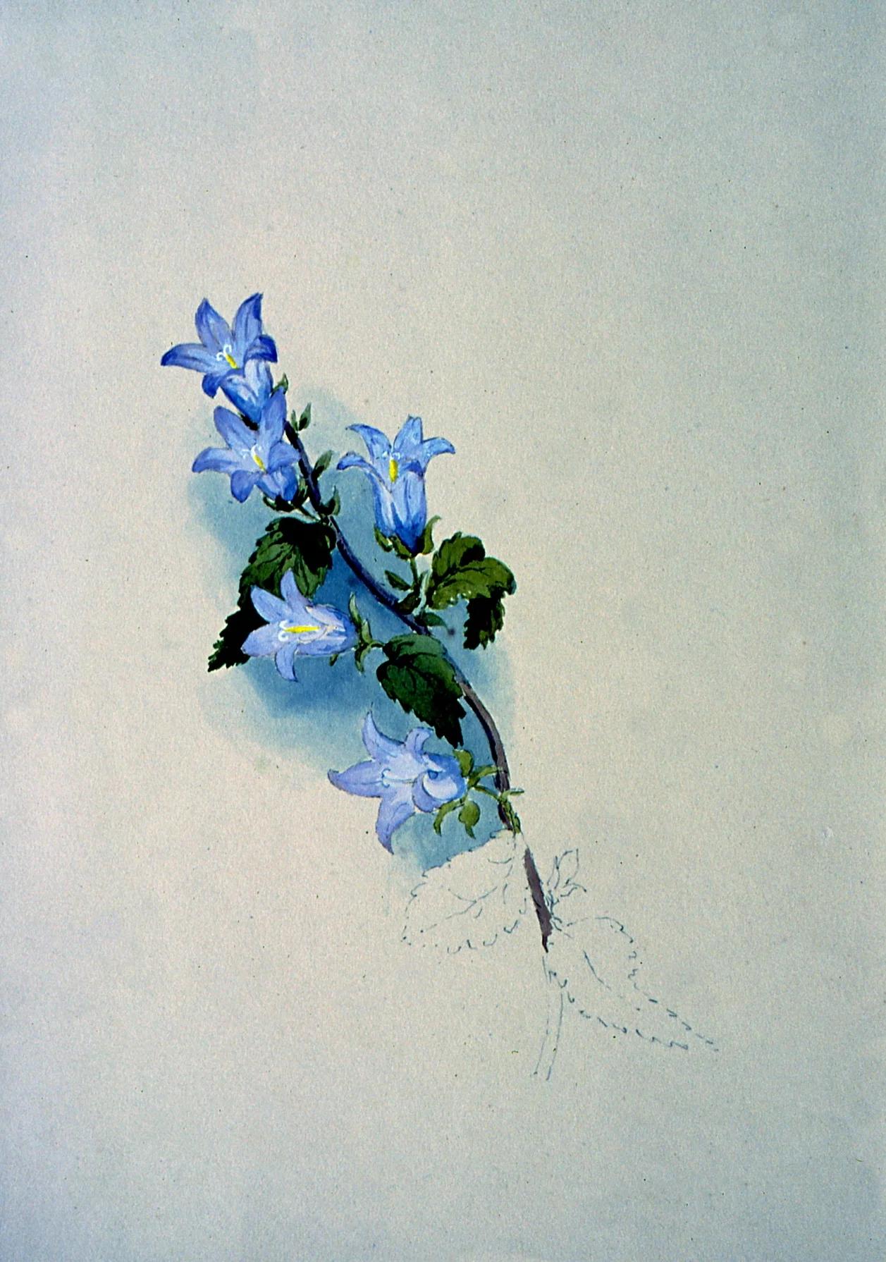 Untitled (Botanical - Light Purple Flowers) , n.d . , Julia Bullock Webster, watercolour on paper, 35.6 cm x 25.3 cm, 2003.02.07, gift of The Grist Mill at Keremeos