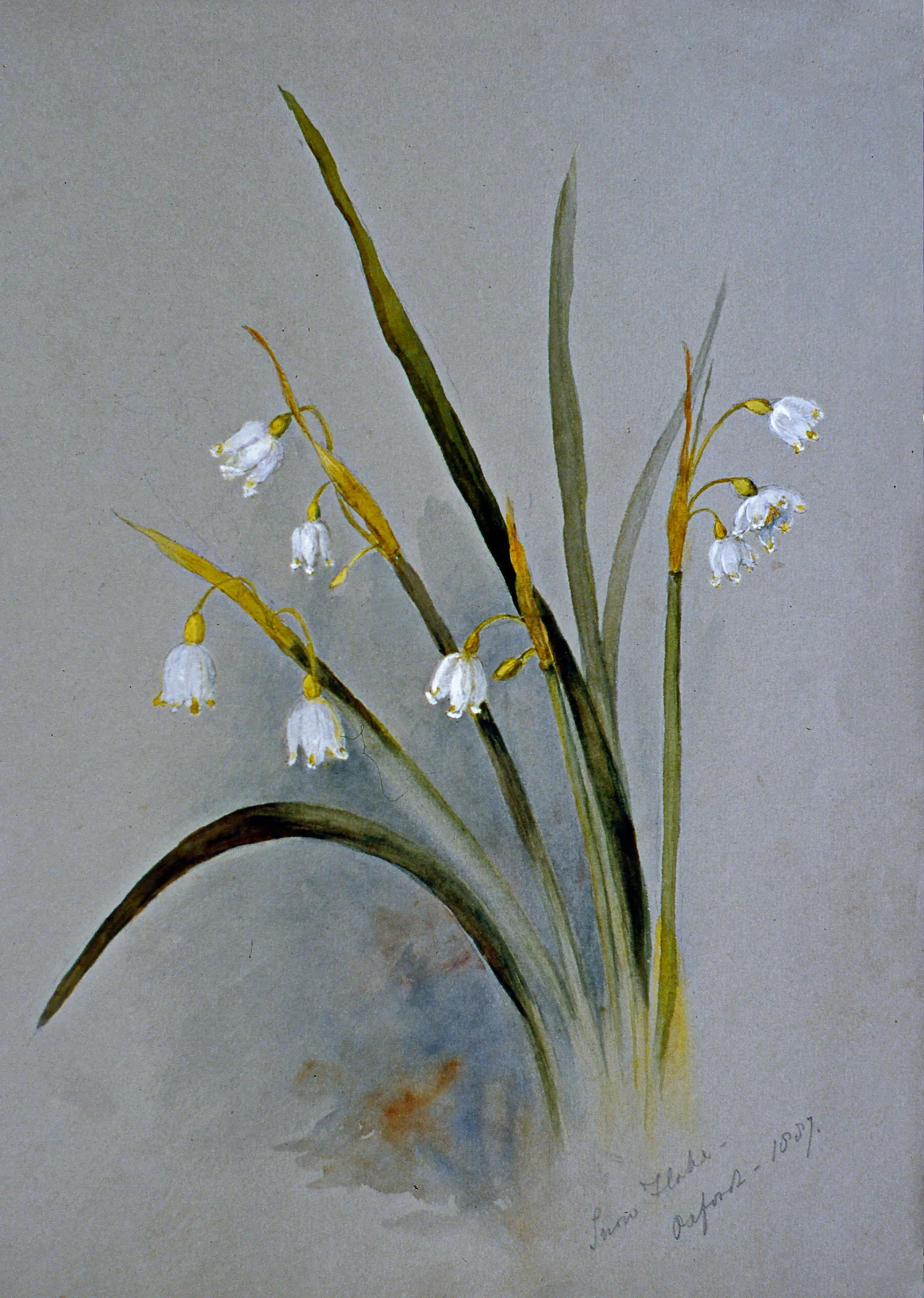 Snow Flake Oxford 1887 , 1887, Julia Bullock Webster, watercolour on paper, 35.4 cm x 25.5 cm, 2003.02.14, gift of The Grist Mill at Keremeos