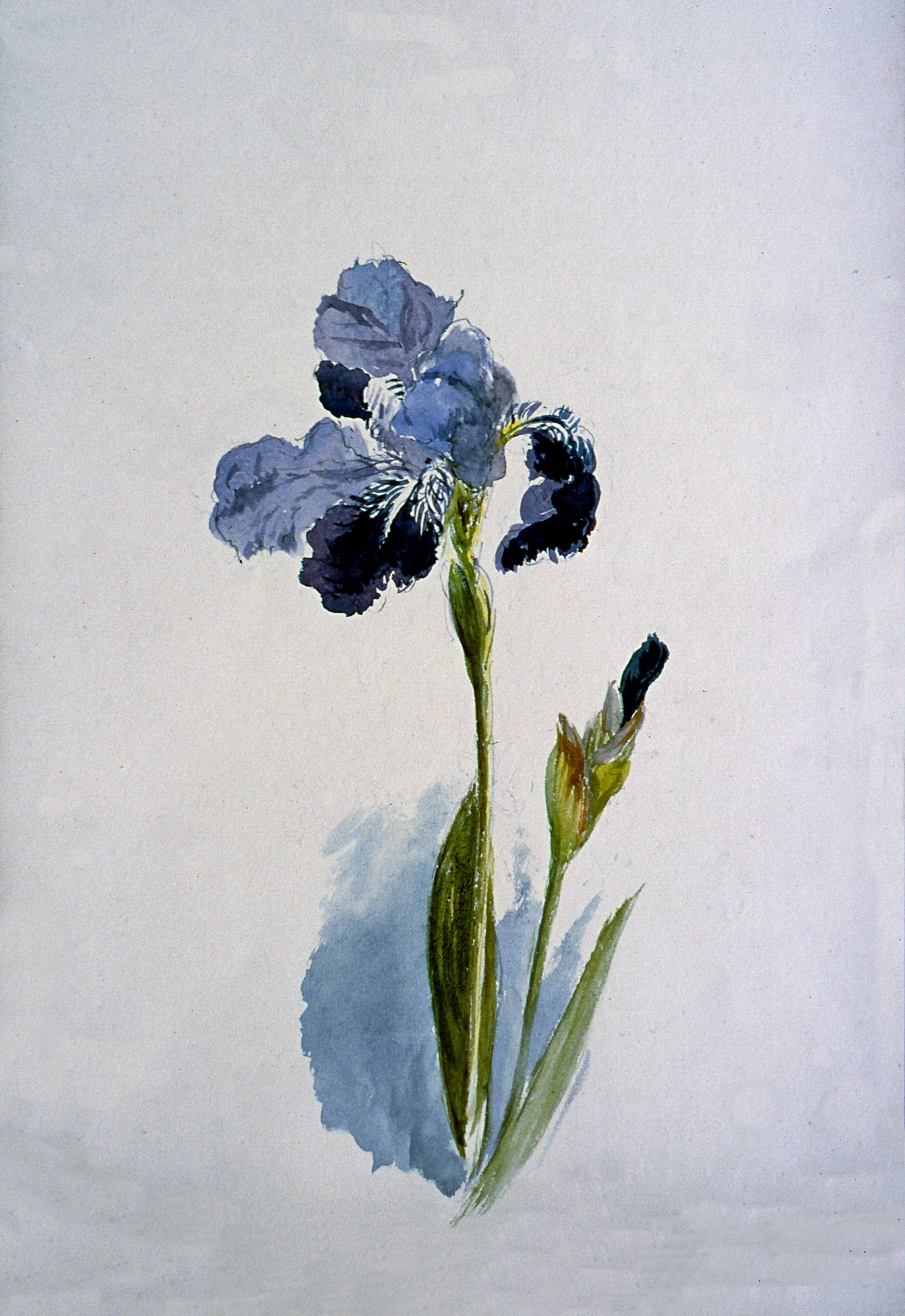 Untitled (Purple Iris), n.d. Julia Bullock Webster, watercolour on paper, 35.5 cm x 25.2 cm, 2003.02.15, gift of The Grist Mill at Keremeos