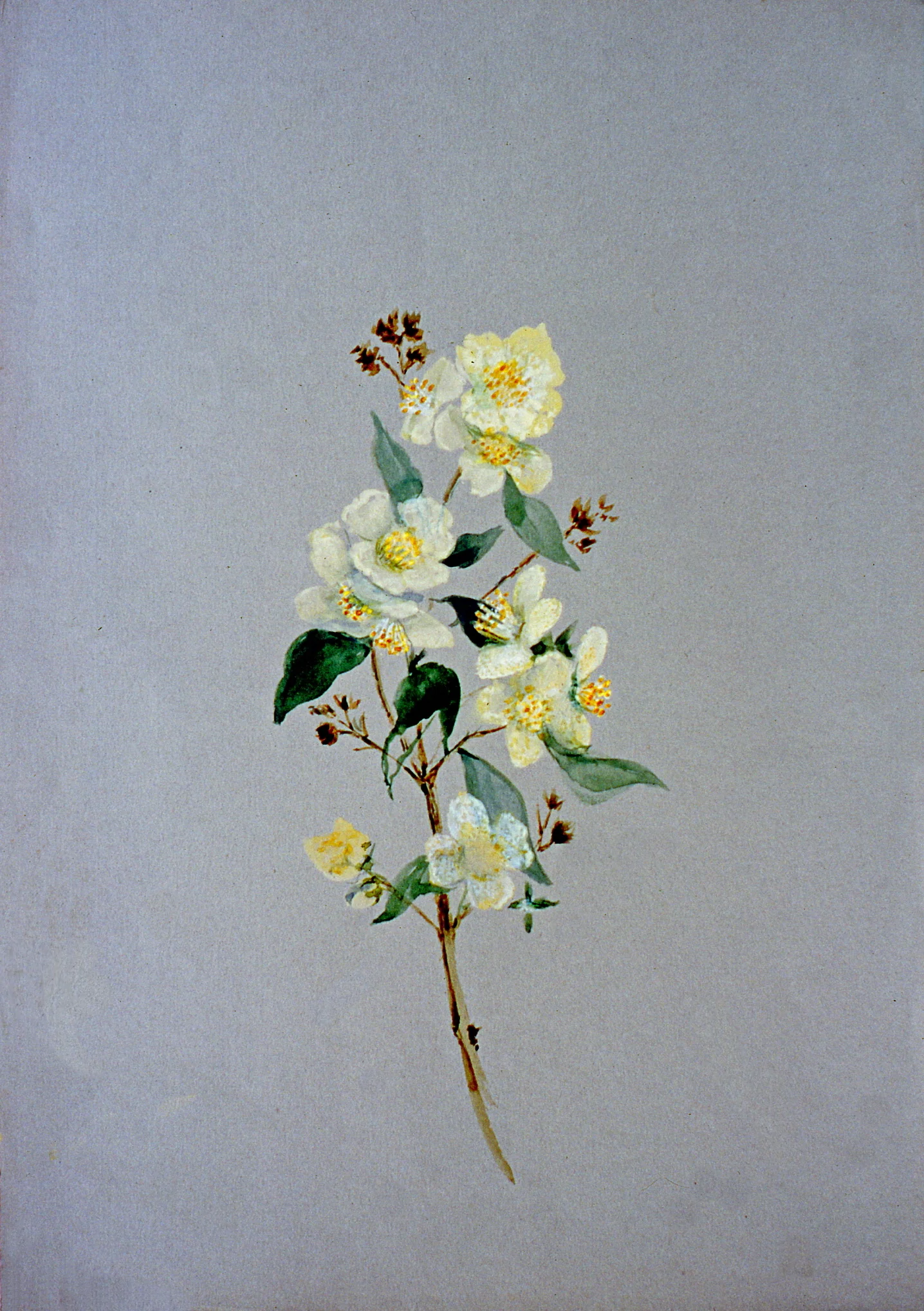 Untitled (Botanical - Yellow Flowers), n.d. Julia Bullock Webster, watercolour on paper, 35.3 cm x 25 cm, 2003.02.16, gift of The Grist Mill at Keremeos