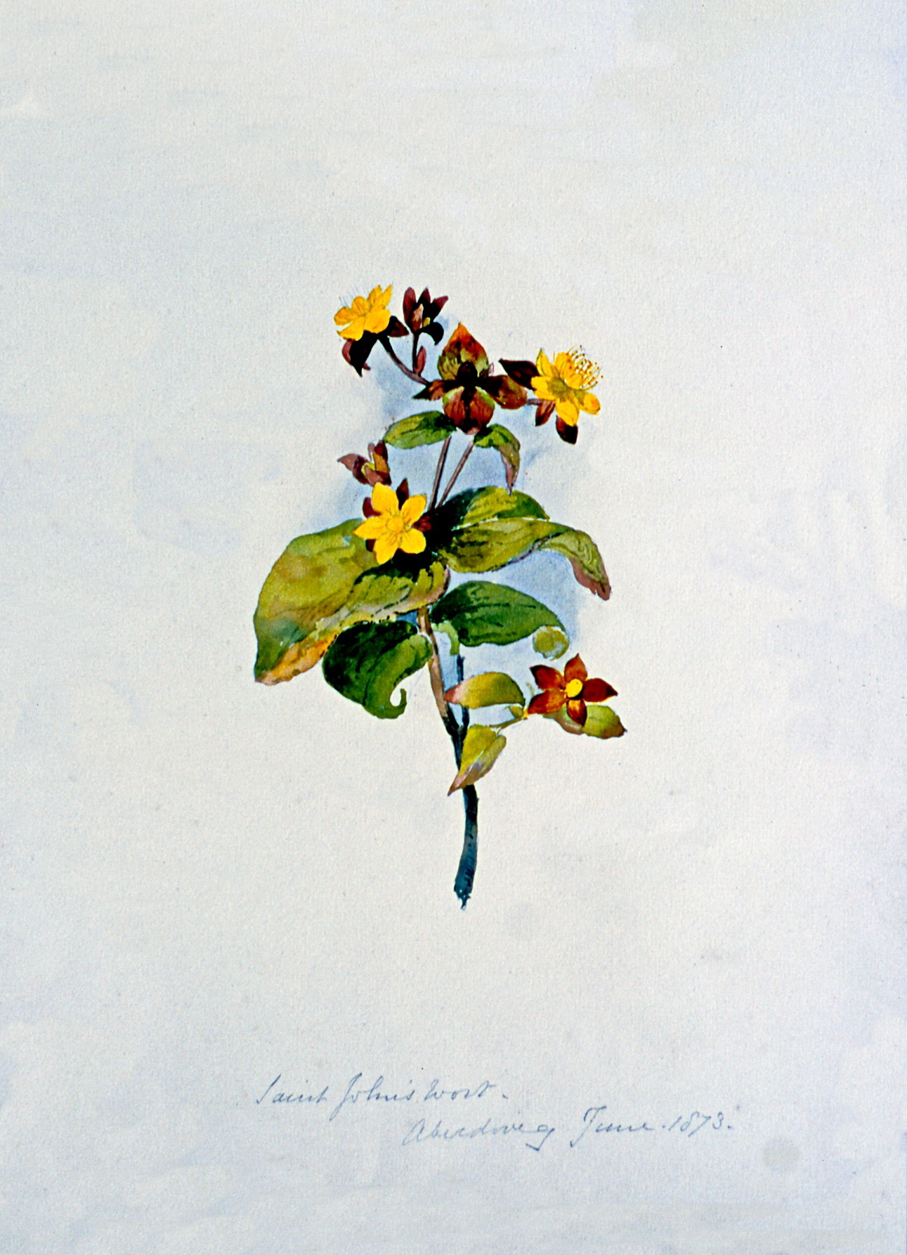 St. Johns Wort - Aberdovy June 1873 , June 1873, Julia Bullock Webster, watercolour on paper, 35.2 cm x 25.6 cm, 2003.02.24, gift of The Grist Mill at Keremeos