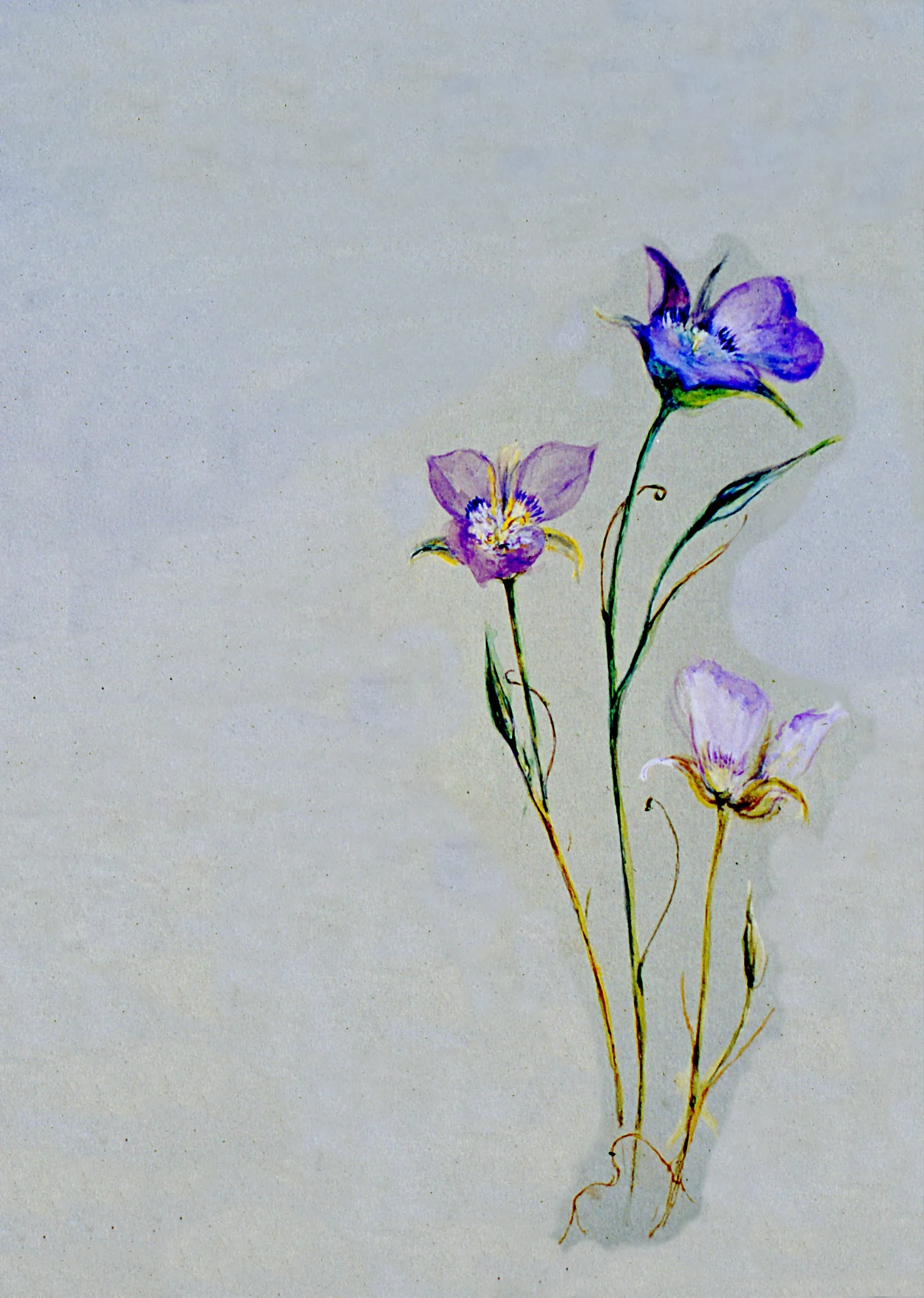 Untitled (Botanical - 3 Purple Flowers), n.d., Julia Bullock Webster, watercolour on paper, 35.4 cm x 25.1 cm, 2003.02.26, gift of The Grist Mill at Keremeos
