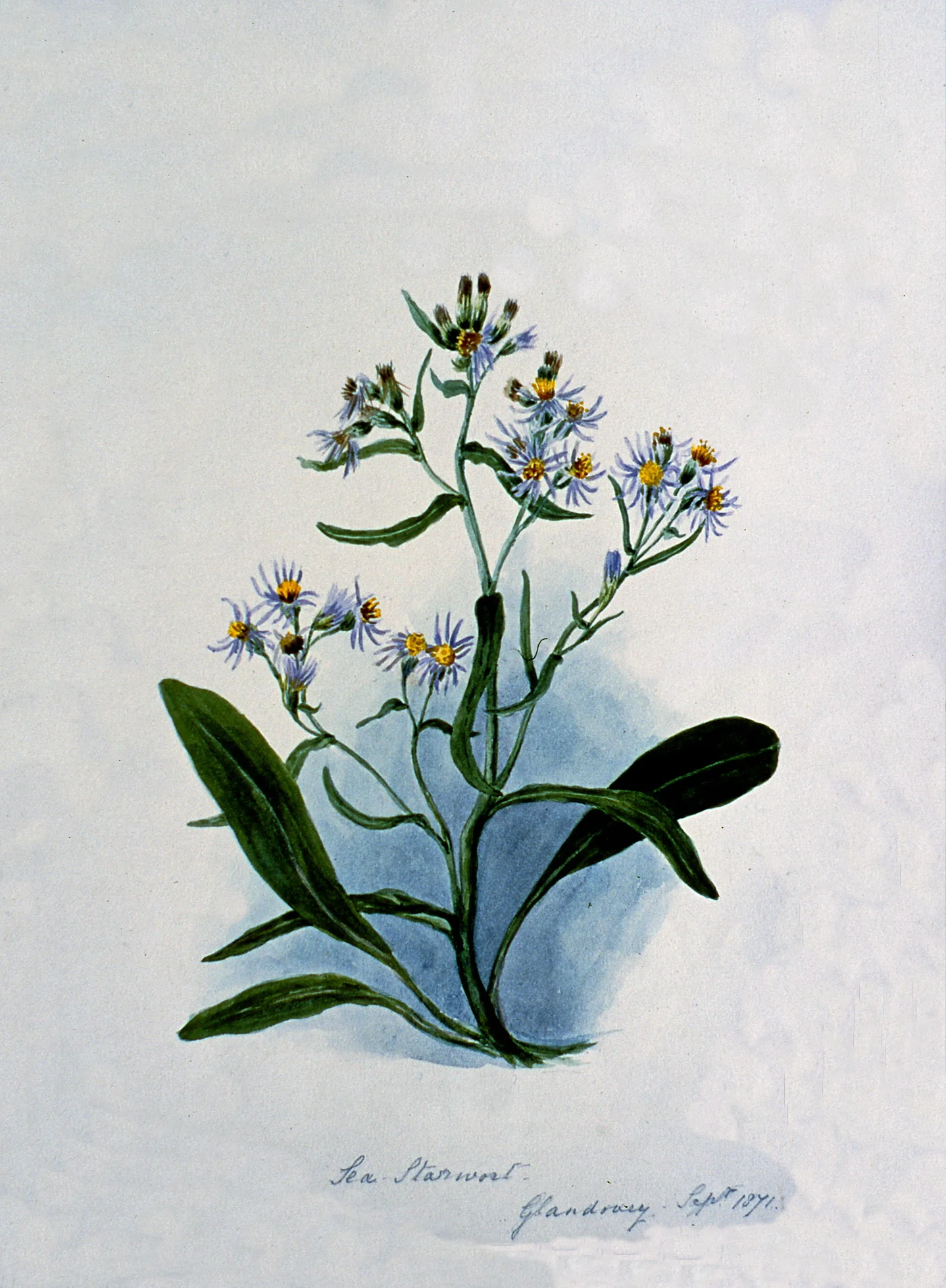 Sea Star Wort - Glandovey Sept 1871 , September 1871, Julia Bullock Webster, watercolour on paper, 35.5 cm x 25.7 cm, 2003.02.28, gift of The Grist Mill at Keremeos