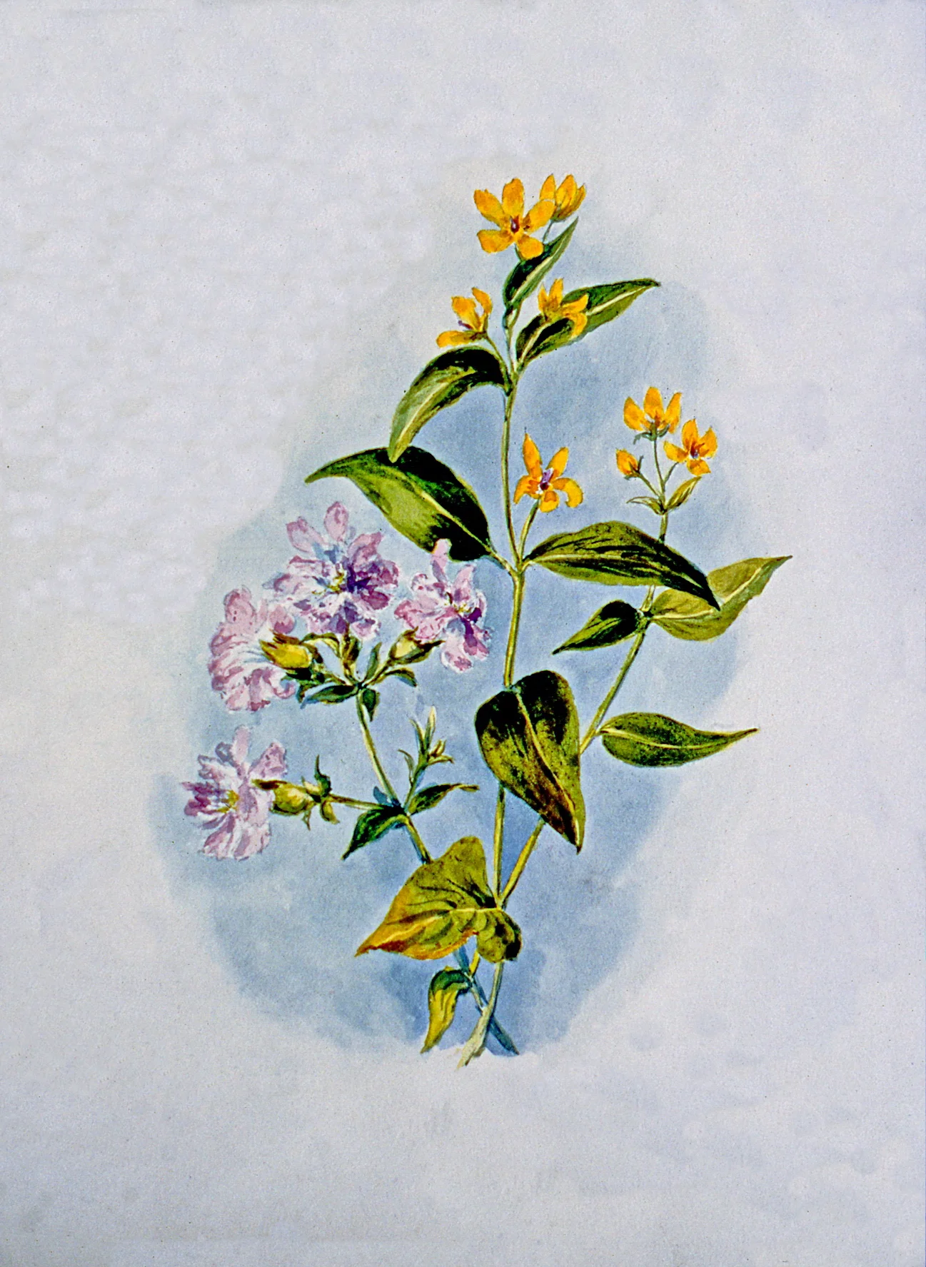 Untitled (Botanical - Pink & Yellow Flowers), n.d., Julia Bullock Webster, watercolour on paper, 35.6 cm x 25.2 cm, 2003.02.29, gift of The Grist Mill at Keremeos