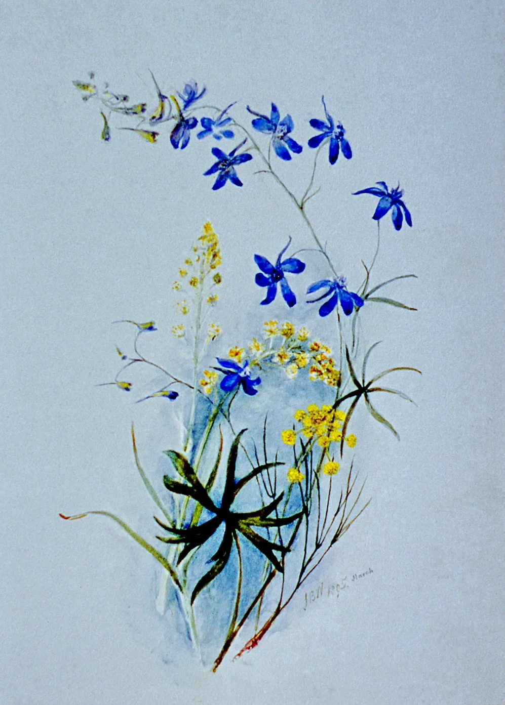 Wilfahinium variegatum Zyandeneus Venenasus , March 1895, Julia Bullock Webster, watercolour on paper, 35.5 cm x 25.4 cm, 2003.02.30, gift of The Grist Mill at Keremeos