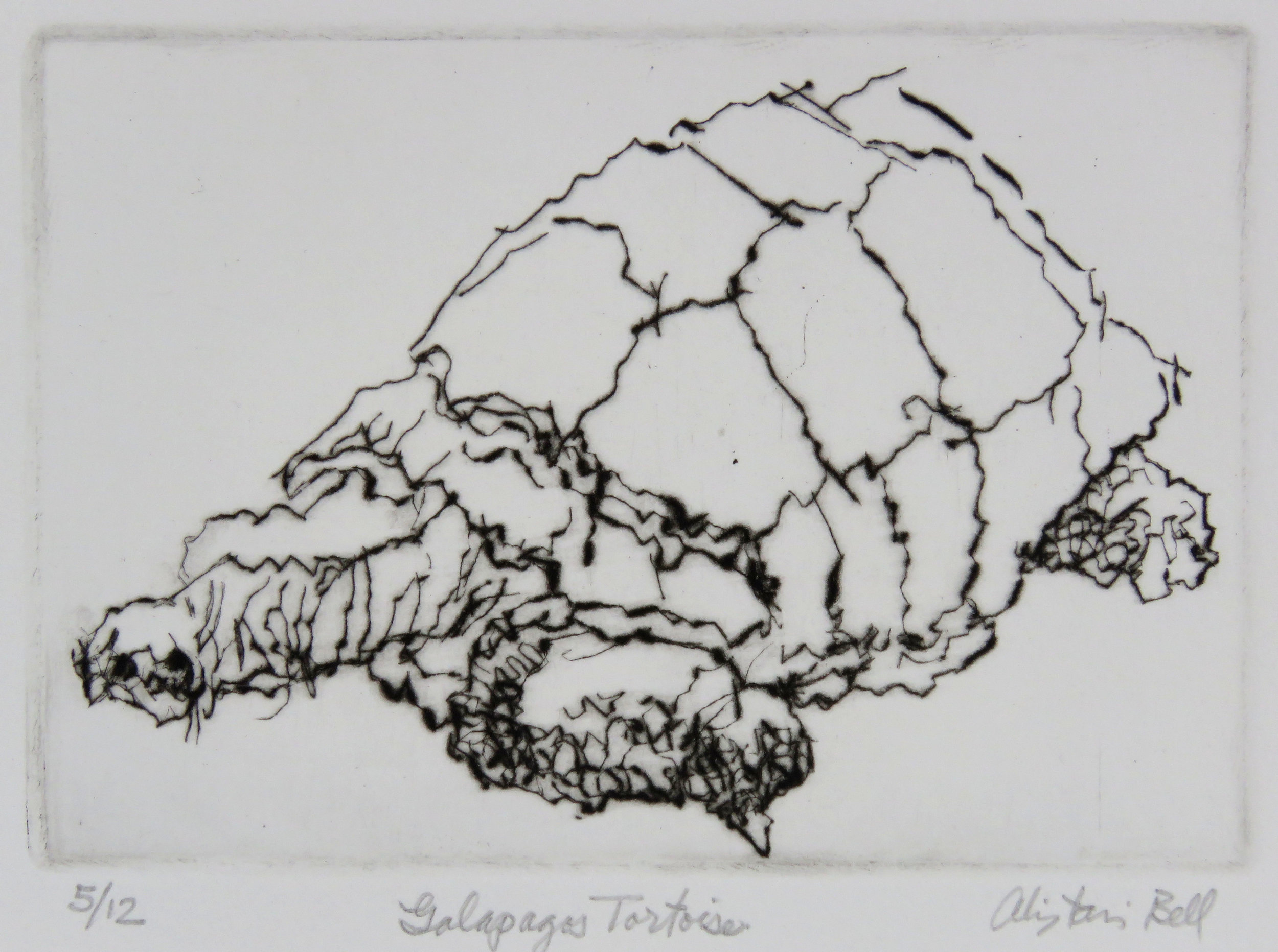 Galapagos Tortoise drypoint.jpg