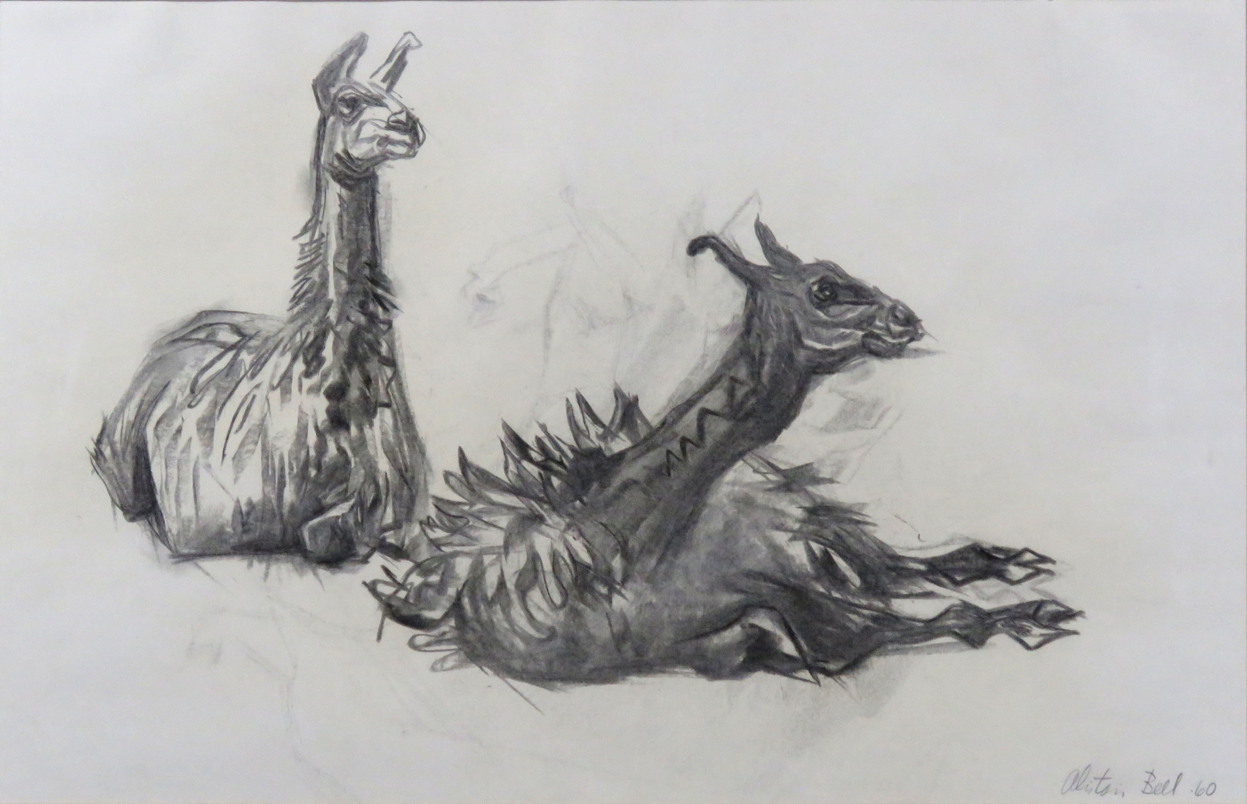 Llamas 69-60 charcoal.jpg