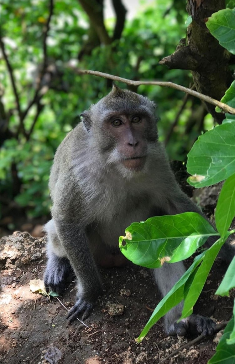 Temple Monkey