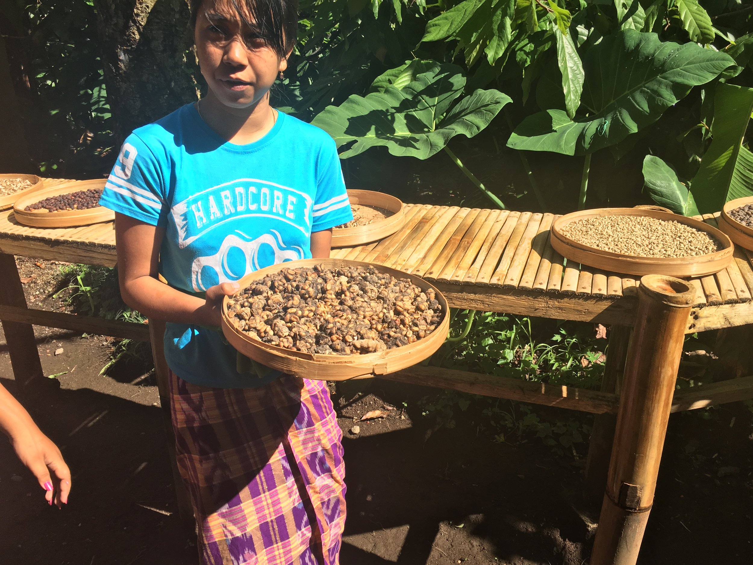 Mongoose Coffee Bean Poop
