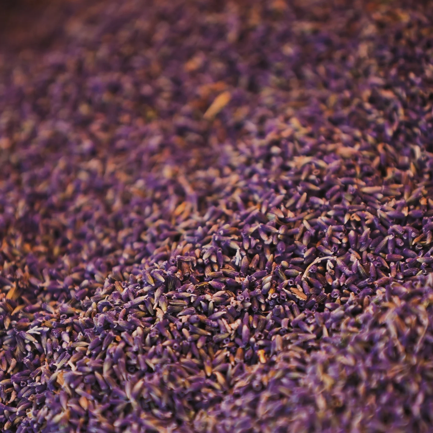 Fumerie Parfumerie Grand Opening