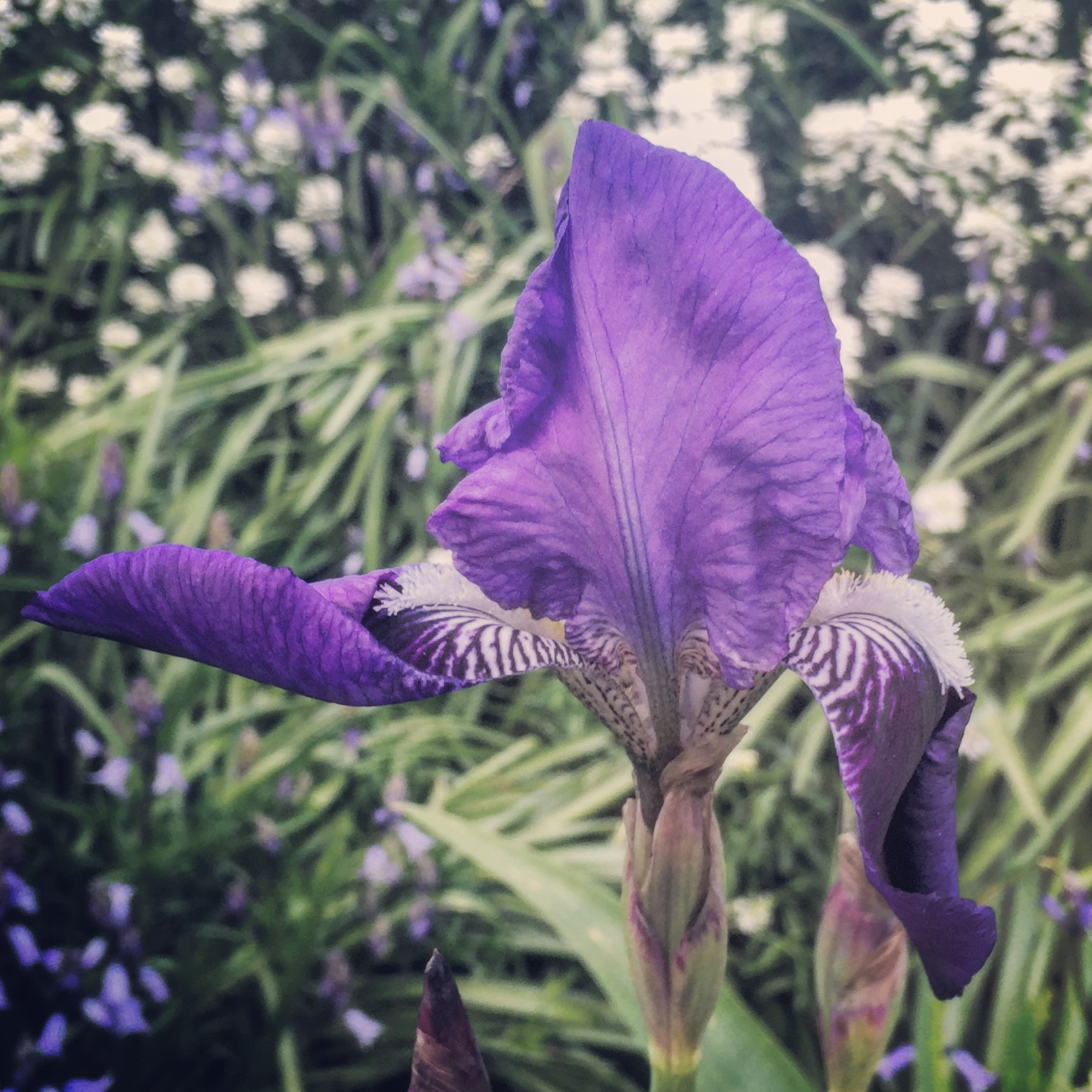 The iris flower in all its purple and white glory.