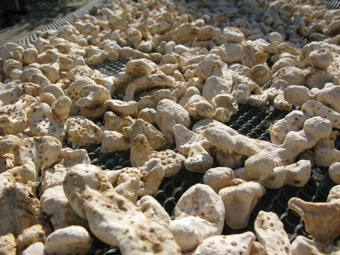 Orris root drying in the hot Tuscan sun. Image via alcademics.com