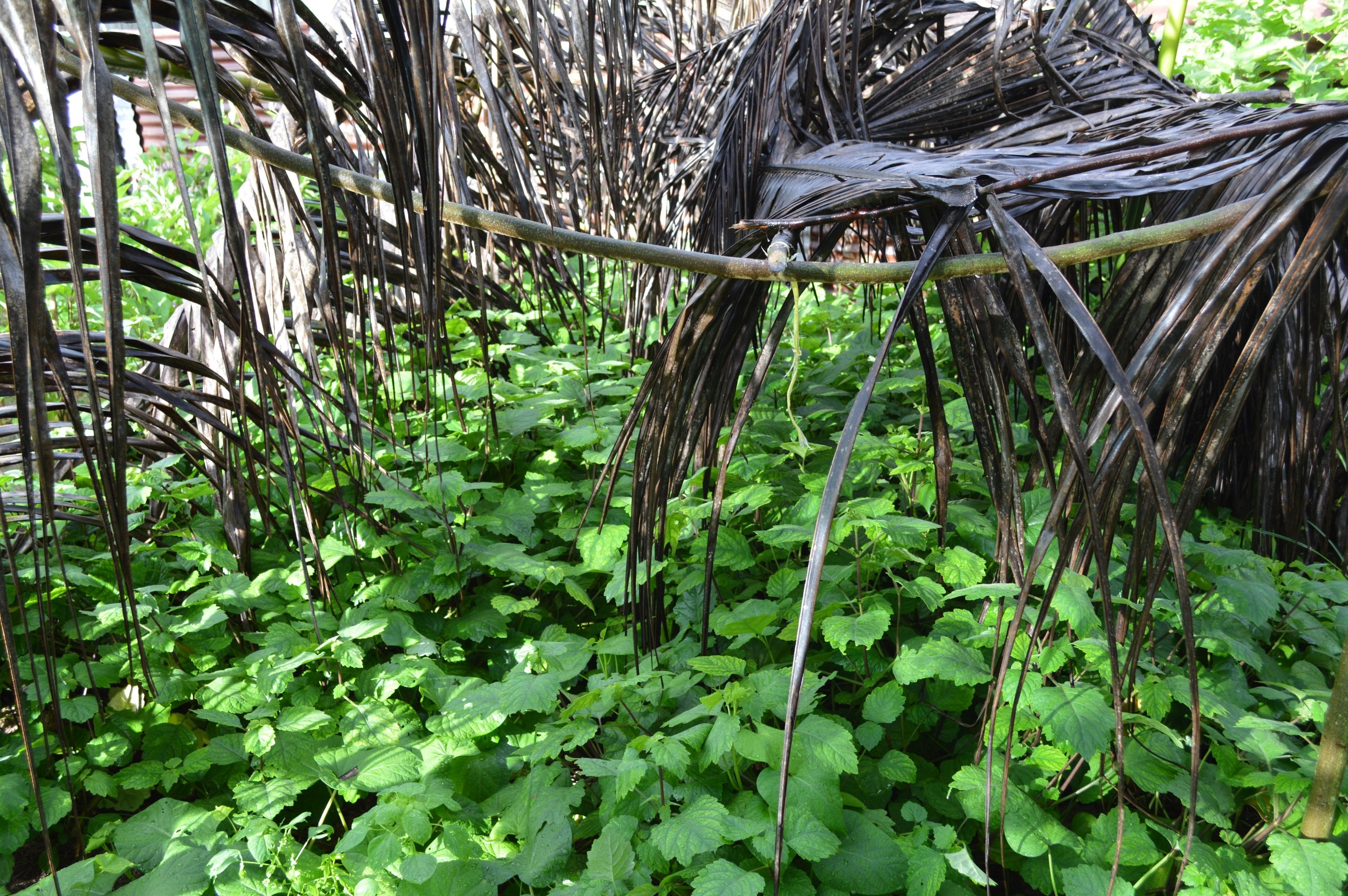 Patchouli growing at the Seychelles patchouli revival project. Source: Indiegogo