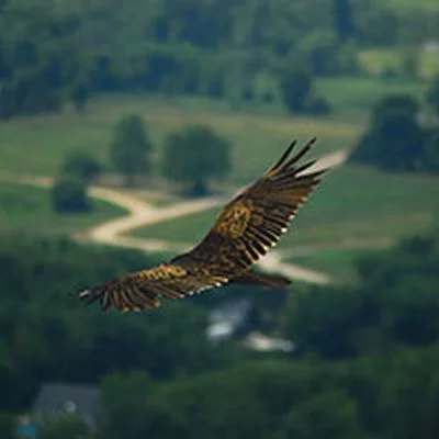 Hotel Near Exceptional Bird Watching Habitat Mt Philo Inn