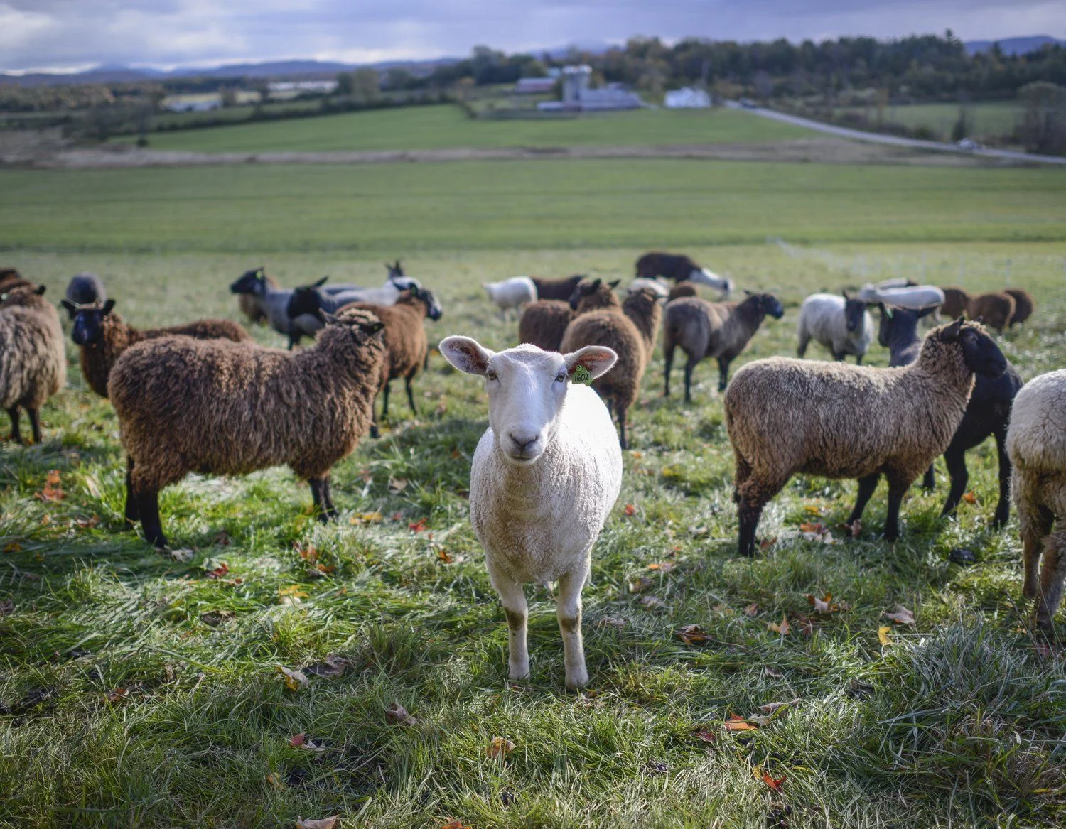 Philo ridge farm1.jpg
