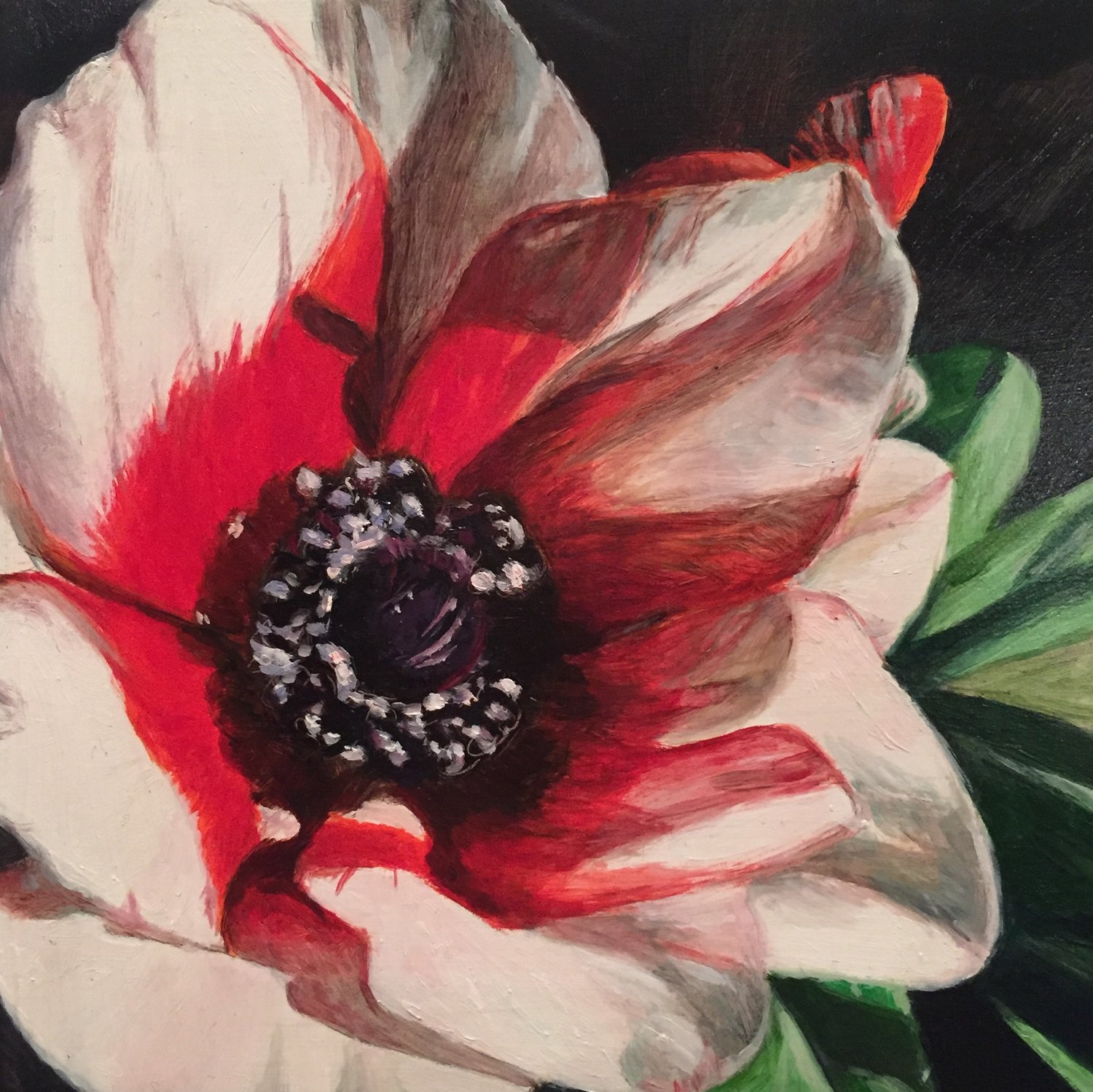 red anemone