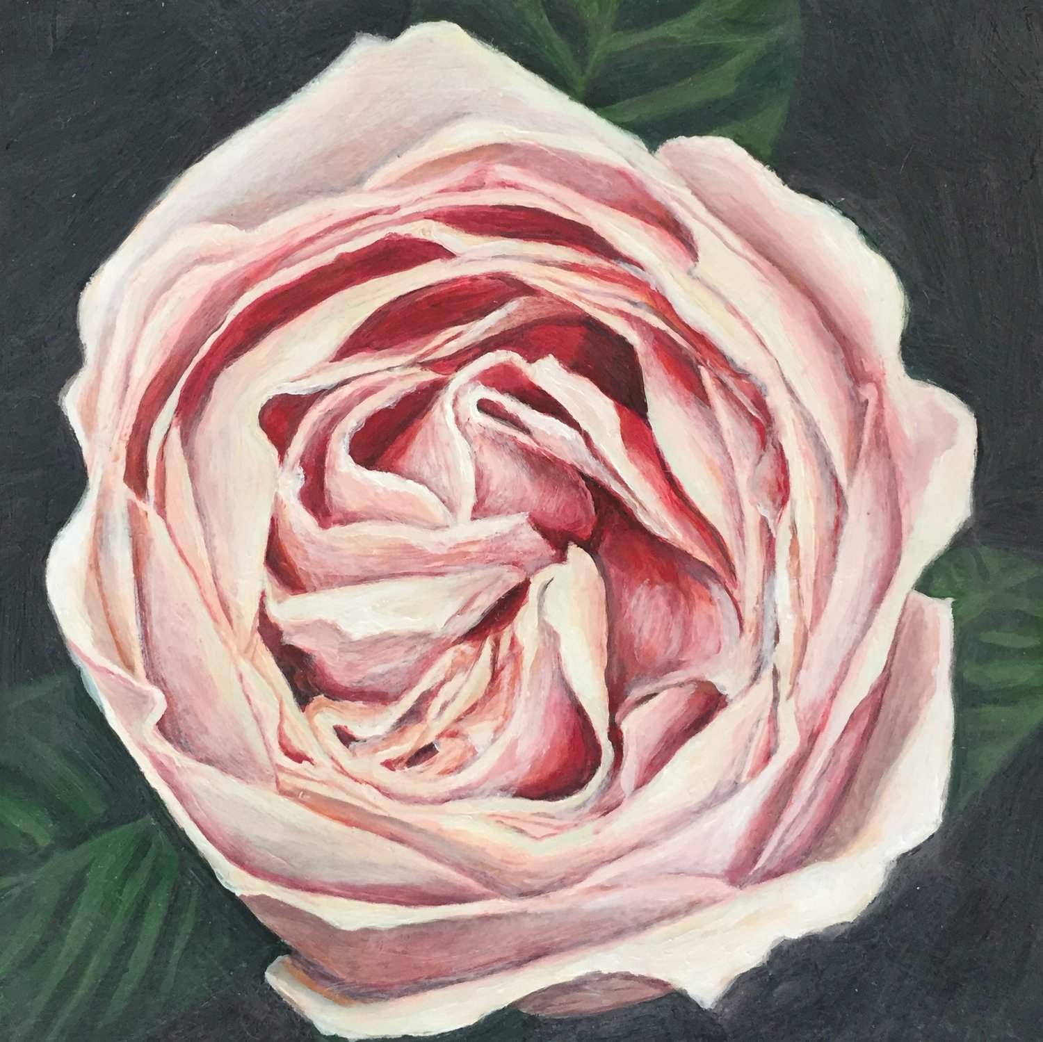 sweet juliet rose