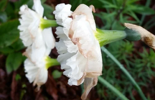 There is a high probability these daffodils will come back, and yet there is no guarantee.
