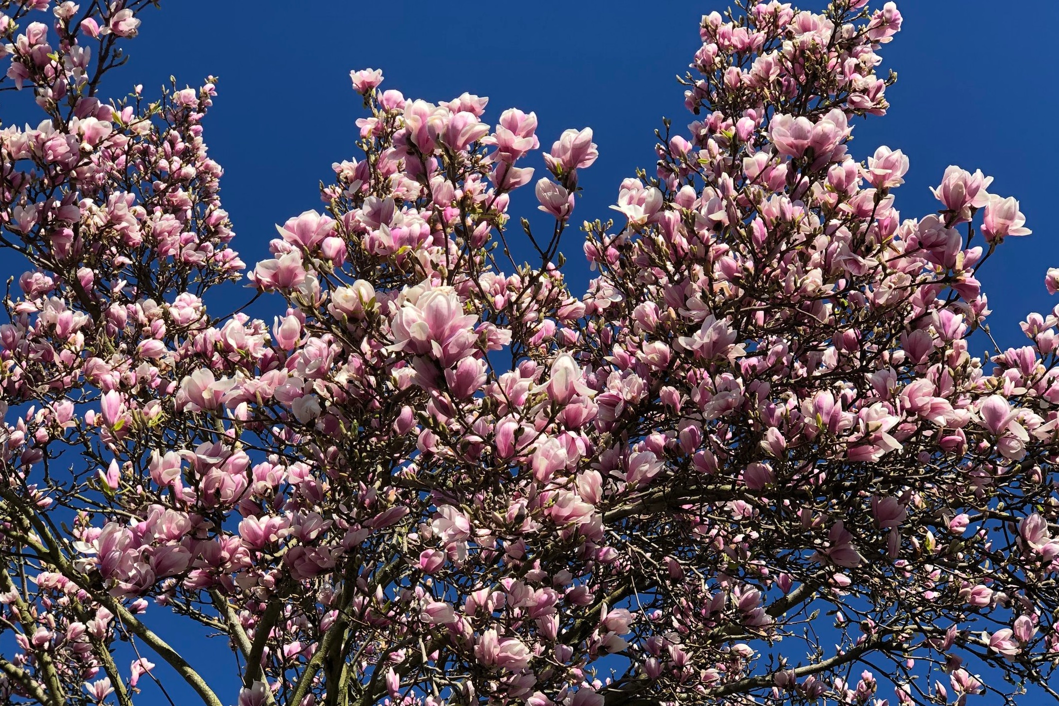 magnolia.jpg