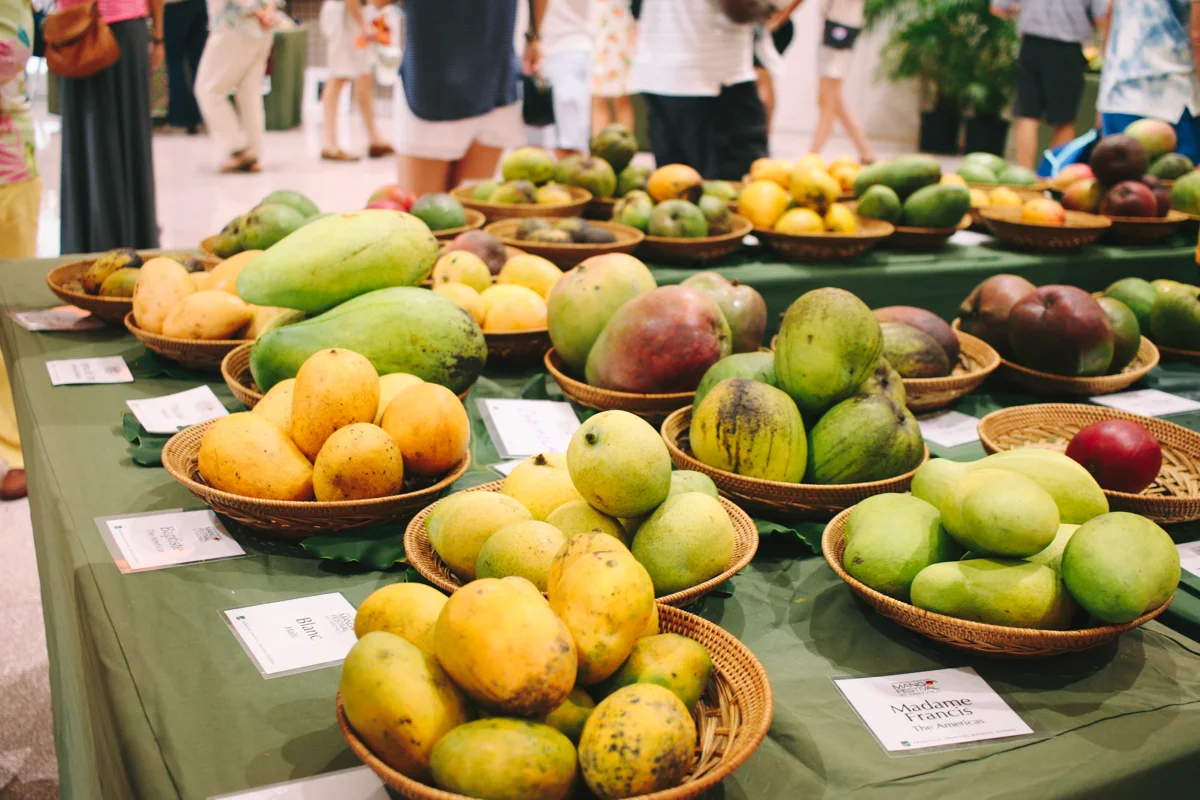 mango-festival-fairchild-garden-32.jpg
