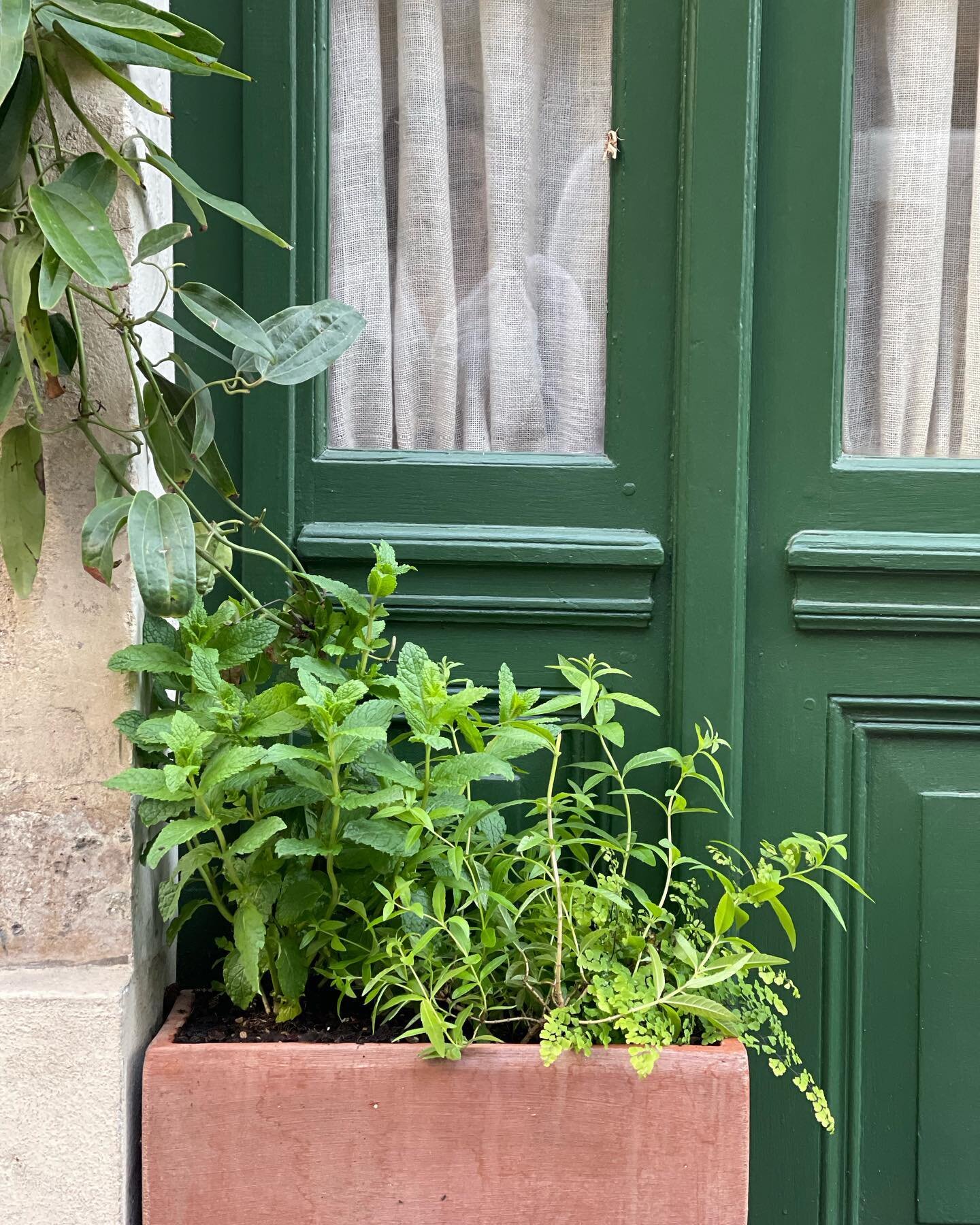 Mint and verbena at JHID Paris, just in time for spring.  Lots of new growth INSIDE too! 💚🌱
.
Decidedly a happy new chapter in the story of JHID.