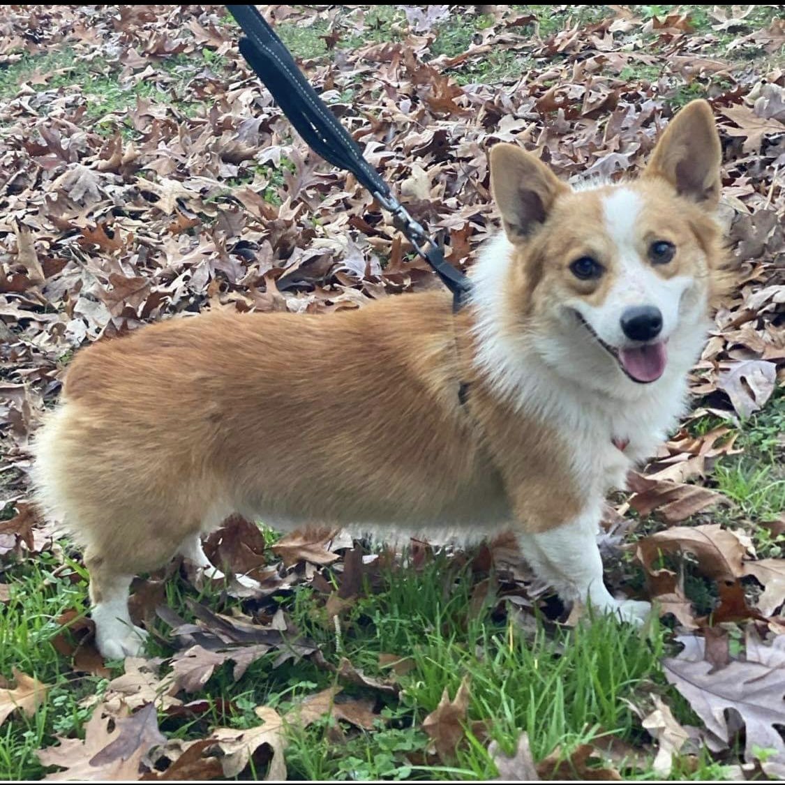 Yankee - Yellow Corgi