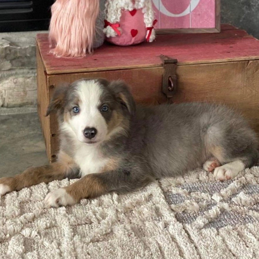 EmmyLou Love - Slate Merle Border Aussie